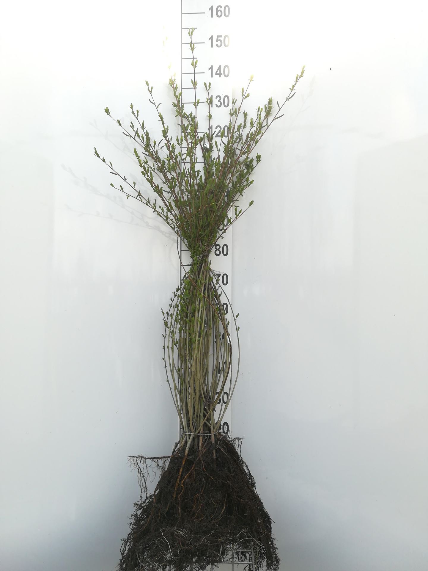 Salix purpurea - blote wortel - 60-90 cm - Bittere wilg afbeelding
