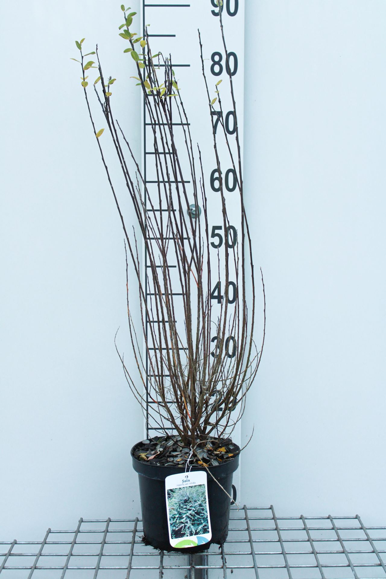 Salix repens - pot - 50-60 cm afbeelding
