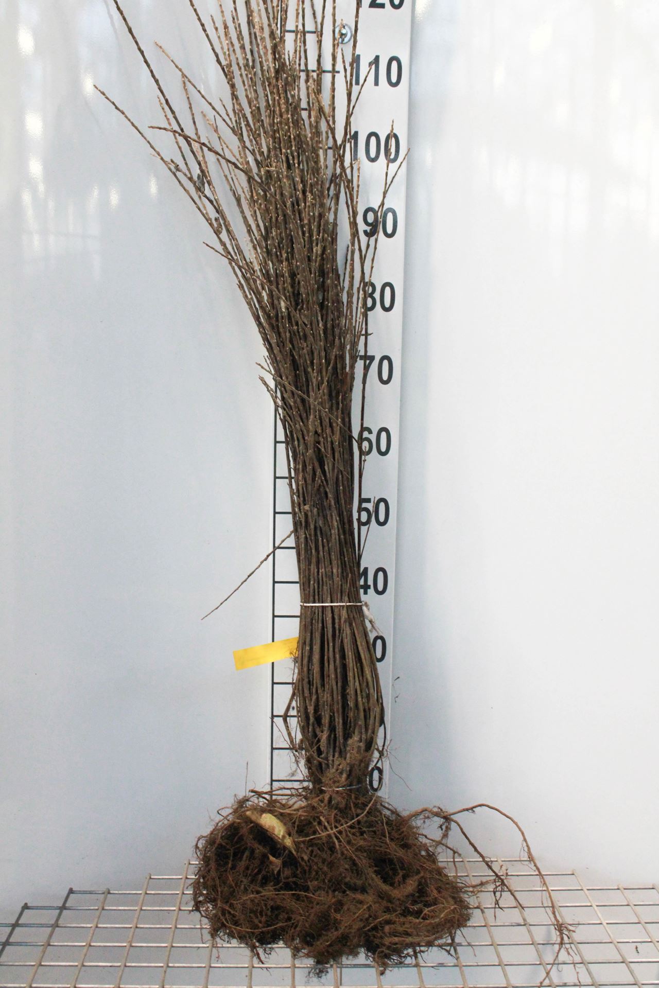 Salix repens - blote wortel - 40-60 cm afbeelding