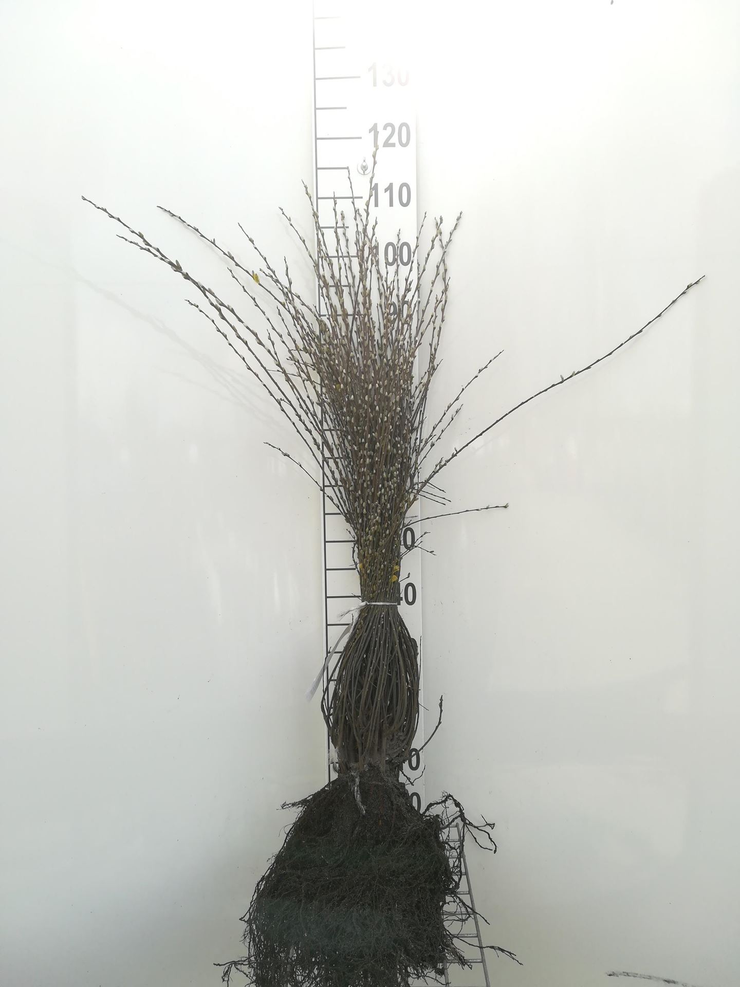 Salix repens var. nitida - blote wortel - 40-60 cm afbeelding