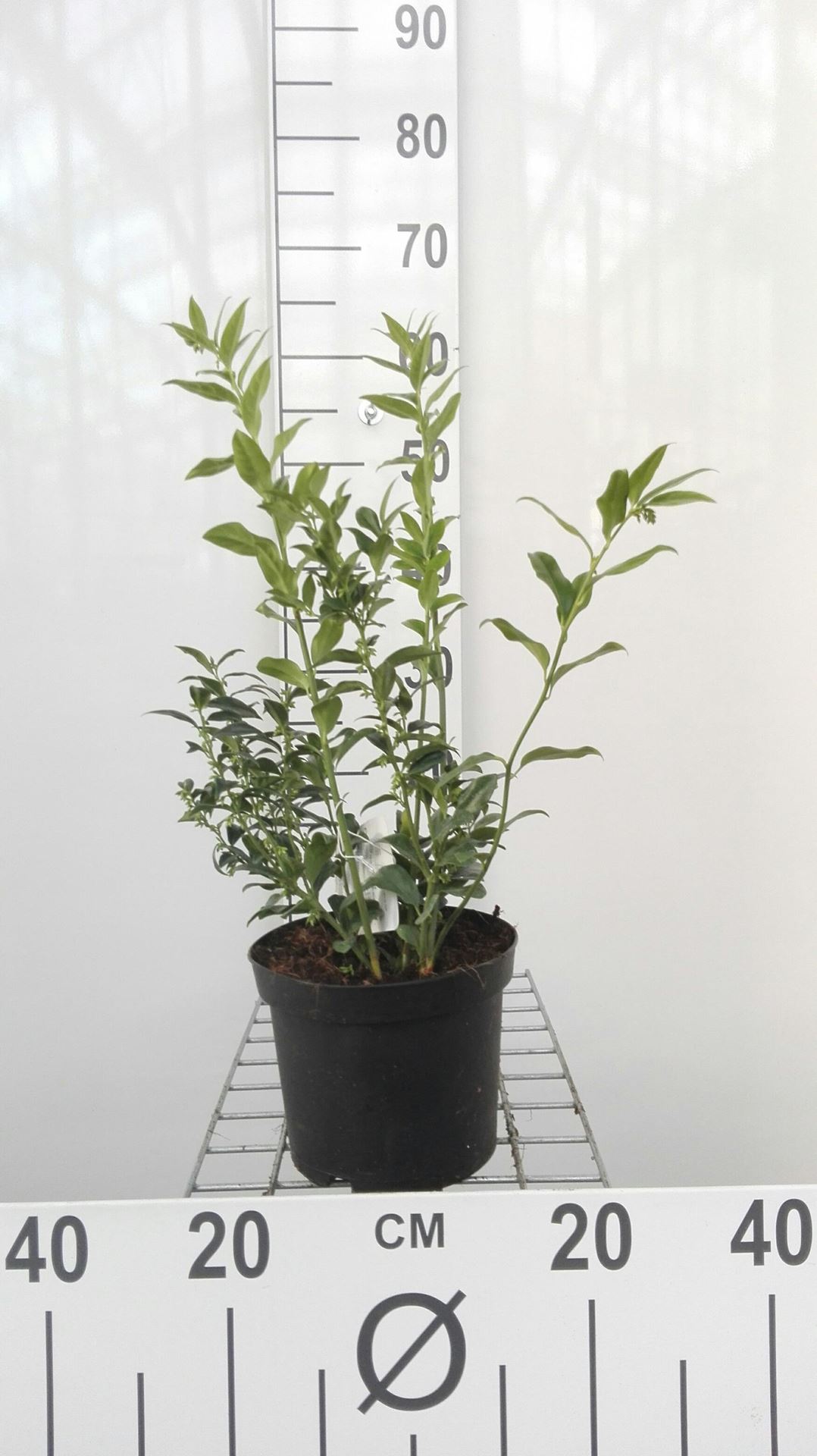 Sarcococca ruscifolia - pot - 20-25 cm afbeelding
