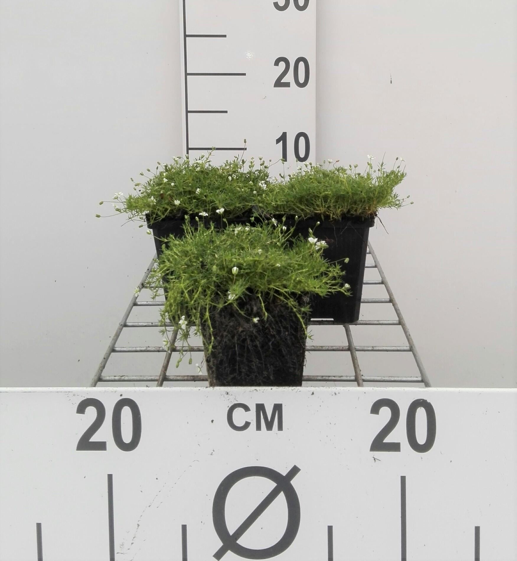 Sagina subulata - pot 9x9 cm - Priemvetmuur afbeelding