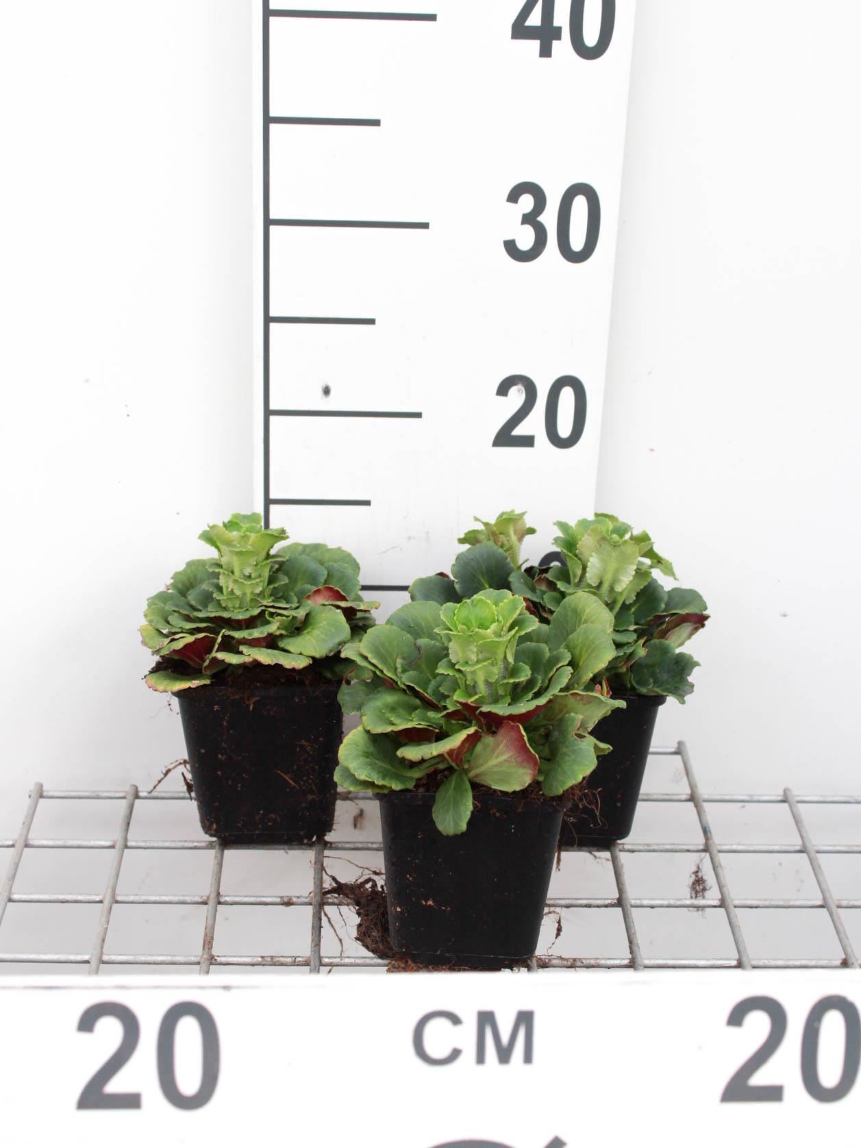 Saxifraga x urbium - pot 9x9 cm - Schildersverdriet / Mennistenzusjes / Hoe-langer-hoe-liever afbeelding