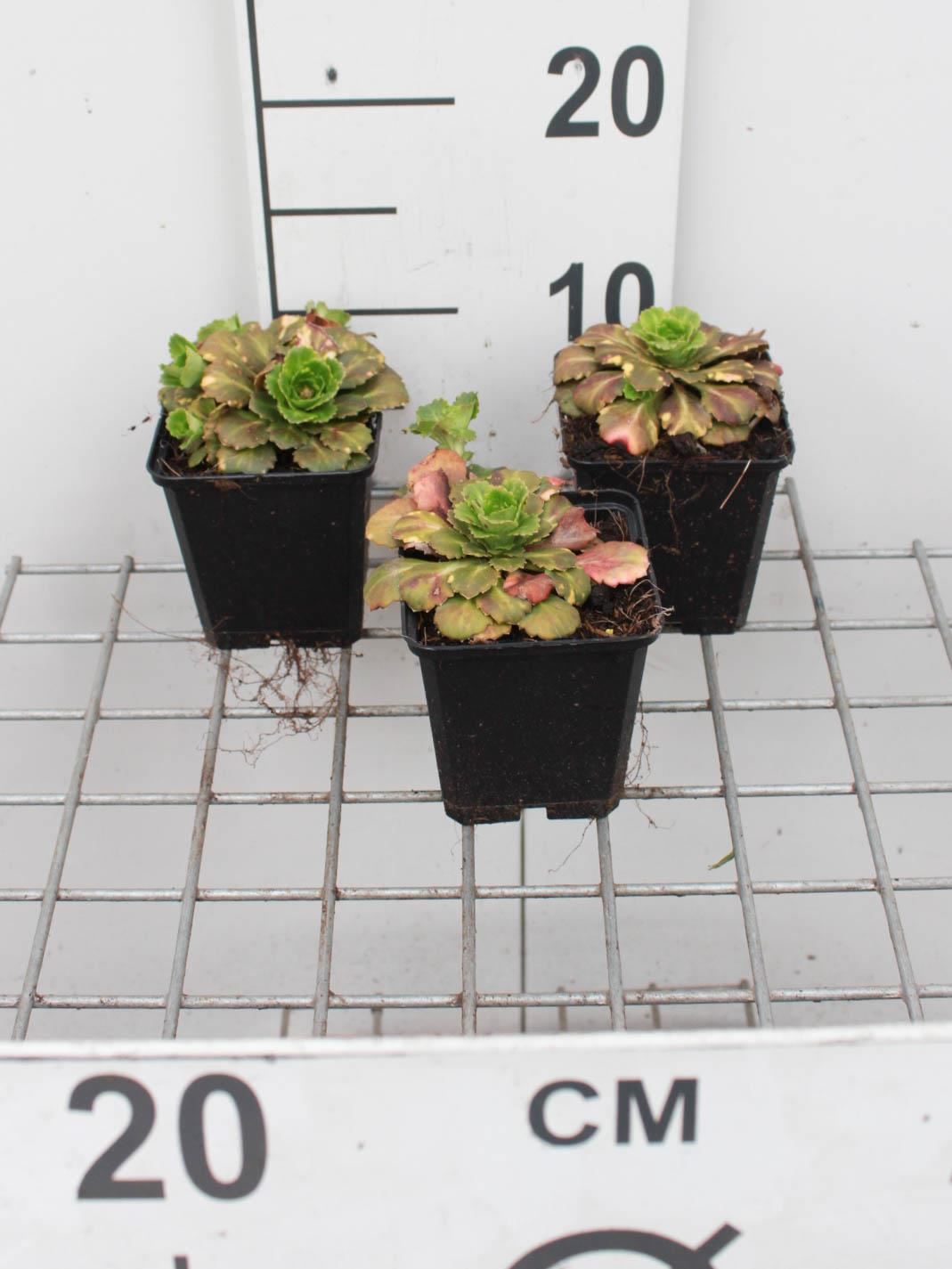 Saxifraga x urbium'Variegata'- pot 9x9 cm - Steenbreek, Schildersverdriet afbeelding