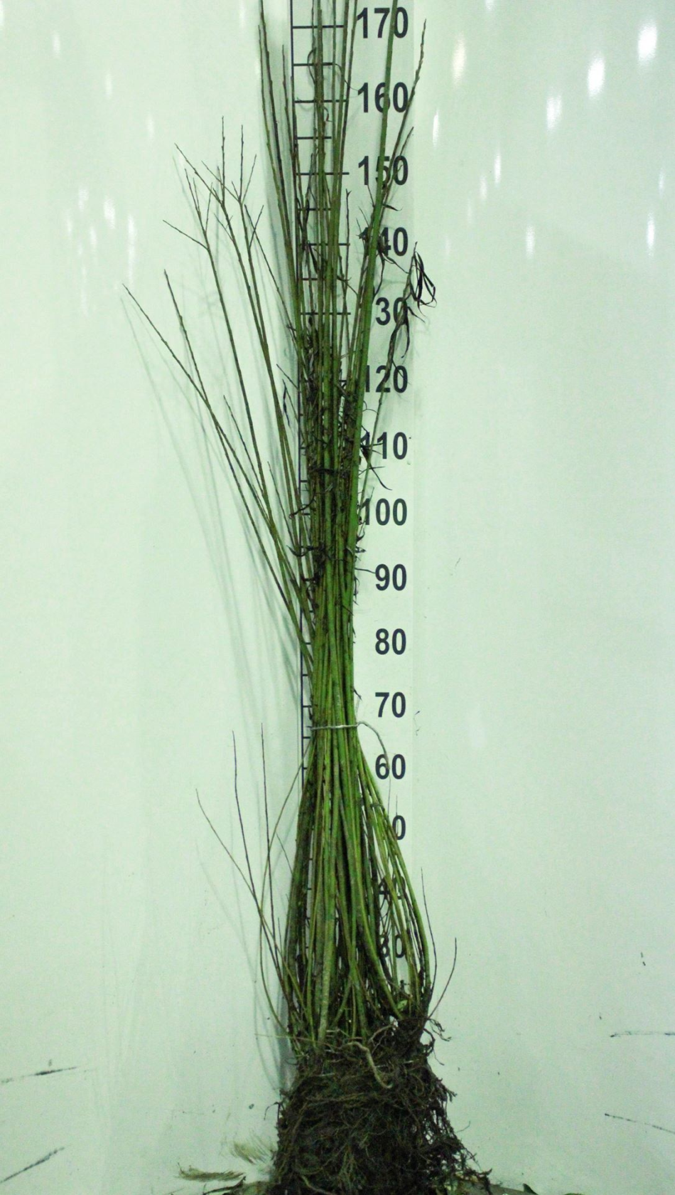 Salix viminalis - blote wortel - 60-90 cm - Amerikaans krentenboompje / Drents krentenboompje afbeelding