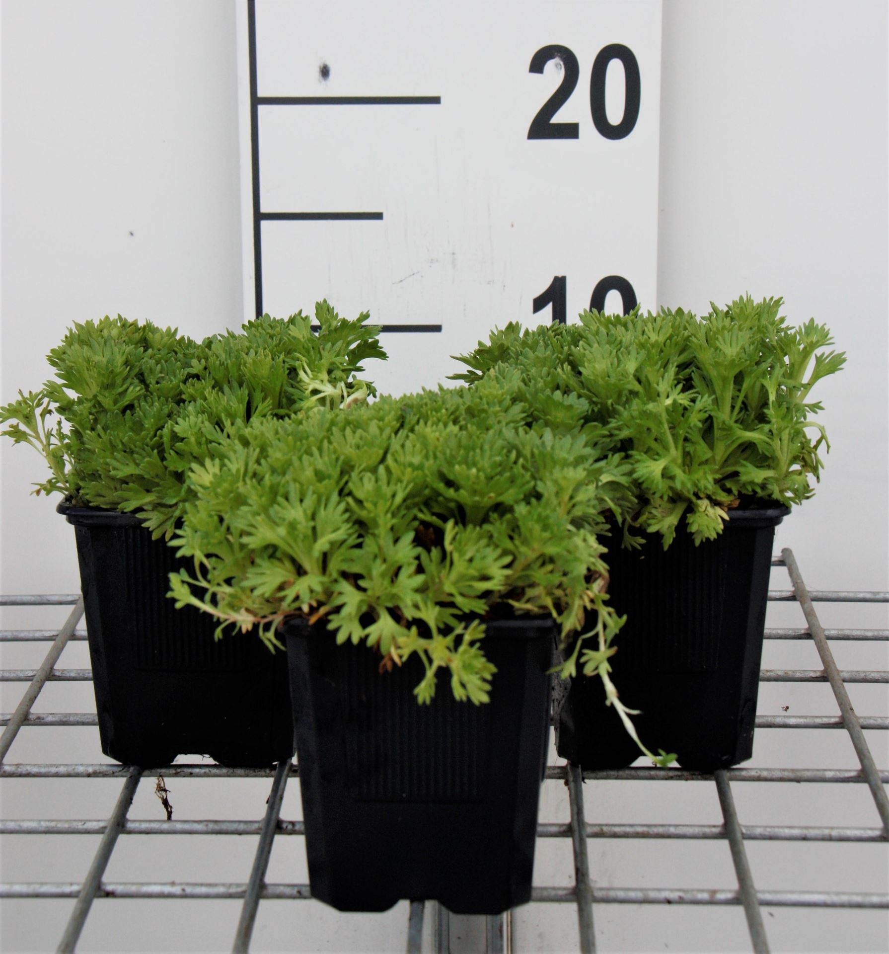 Saxifraga'Purpurteppich'- pot 9x9 cm - Steenbreek afbeelding