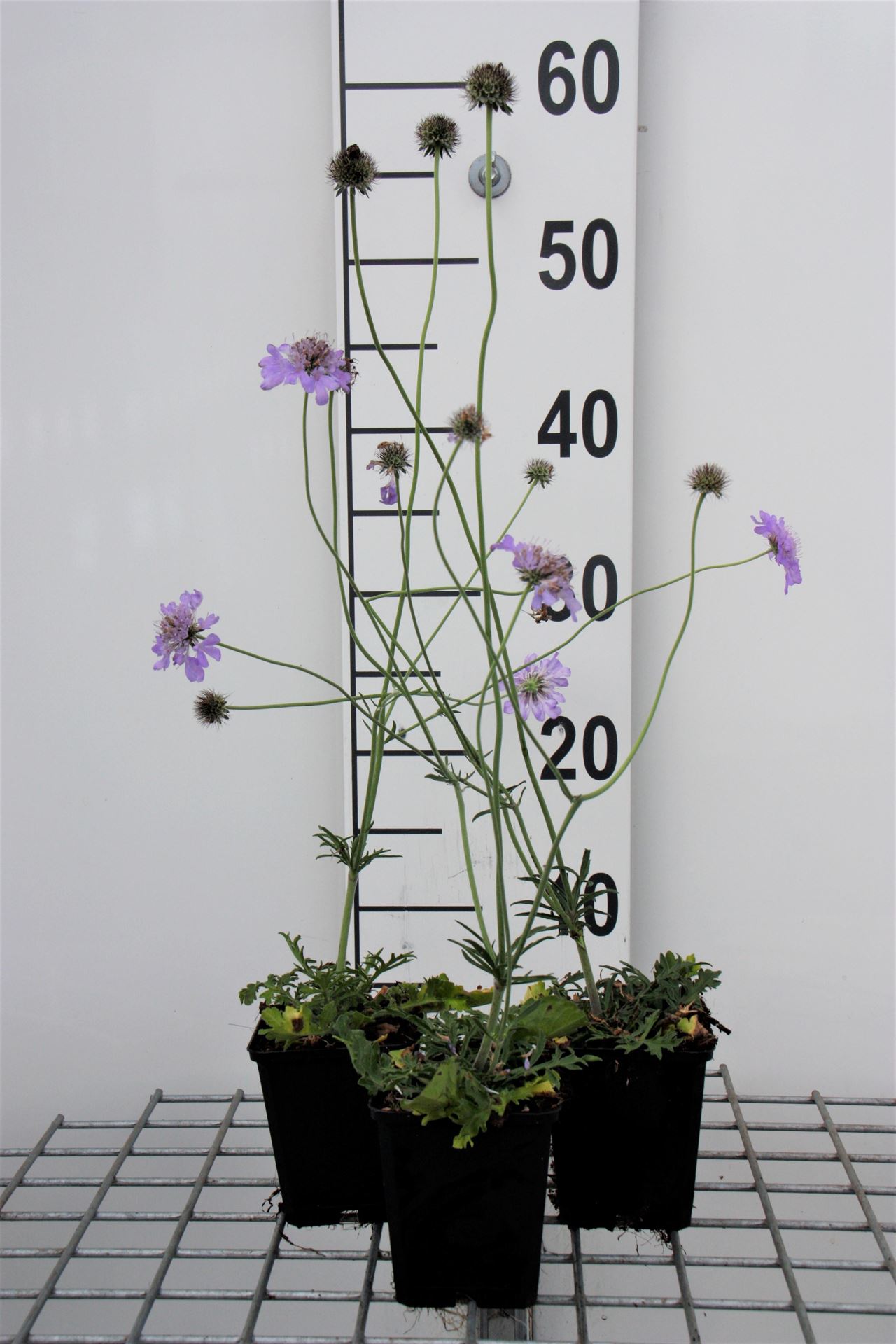 Scabiosa columbaria'Butterfly Blue'- pot 9x9 cm - Duifkruid afbeelding
