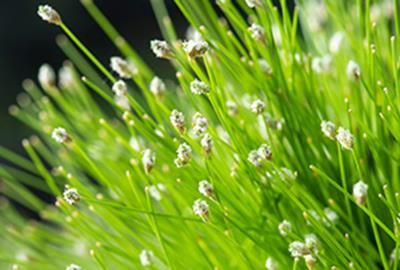 Isolepis cernua - pot 9x9 cm afbeelding