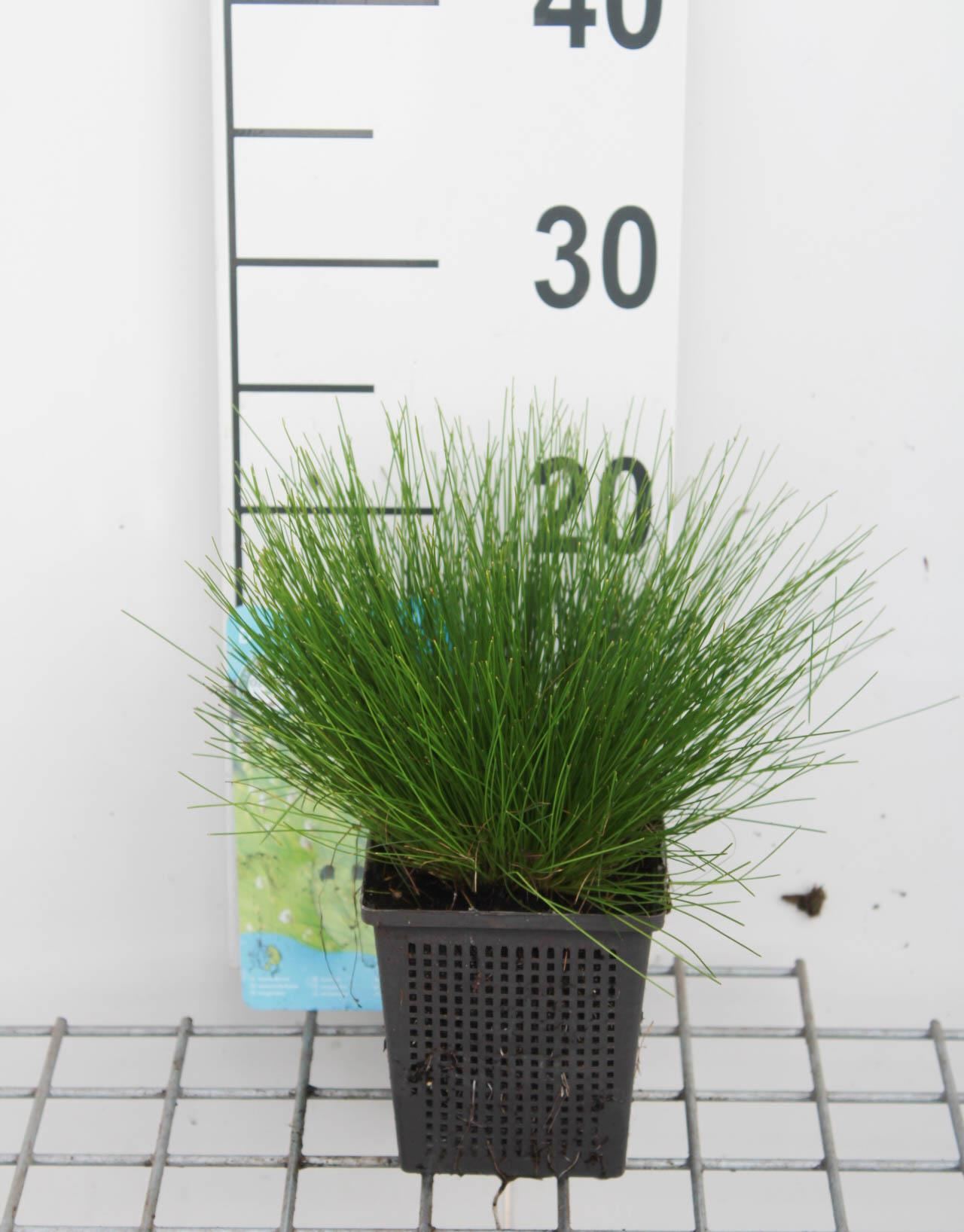 Isolepis cernua - pot 11x11 cm afbeelding