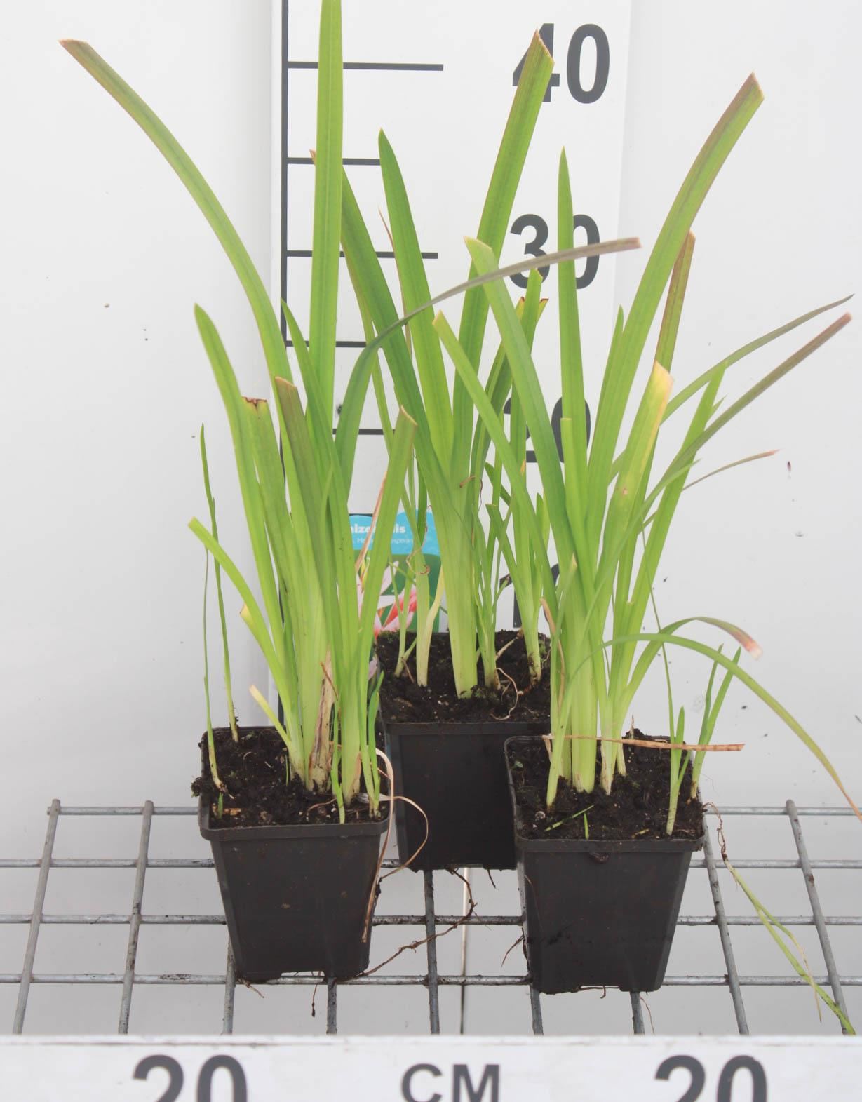 Schizostylis coccinea'Mrs Hegarty'- pot 9x9 cm afbeelding