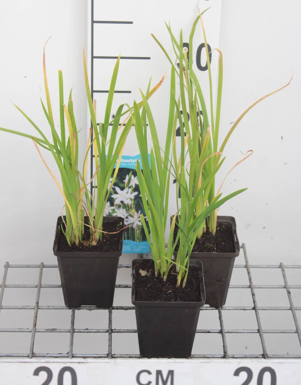Schizostylis coccinea'Alba'- pot 9x9 cm afbeelding