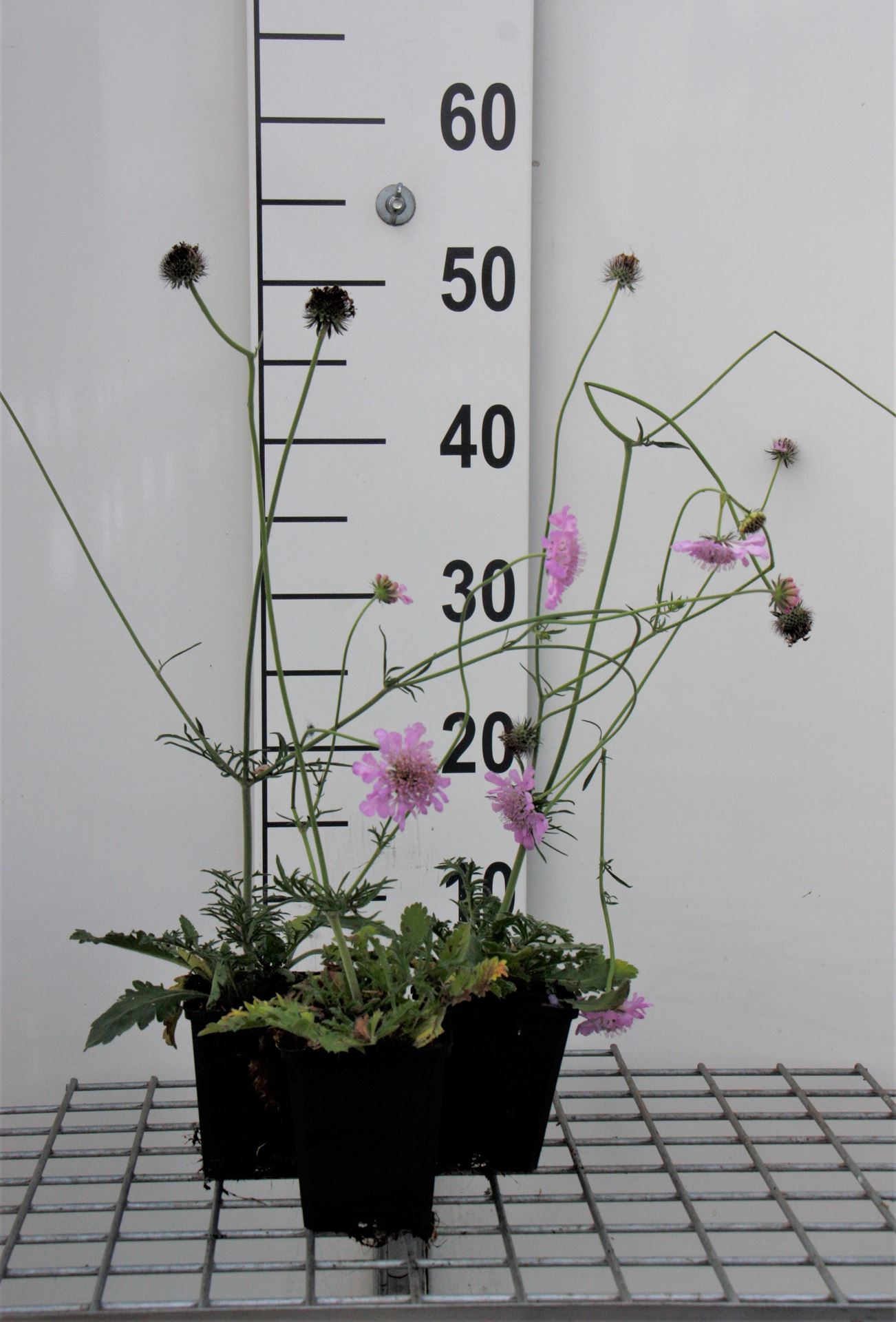 Scabiosa columbaria'Pink Mist'- pot 9x9 cm - Duifkruid / Schurftkruid afbeelding