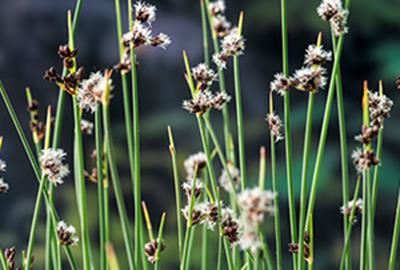 Schoenoplectus lacustris - pot 9x9 cm - Mattenbies afbeelding