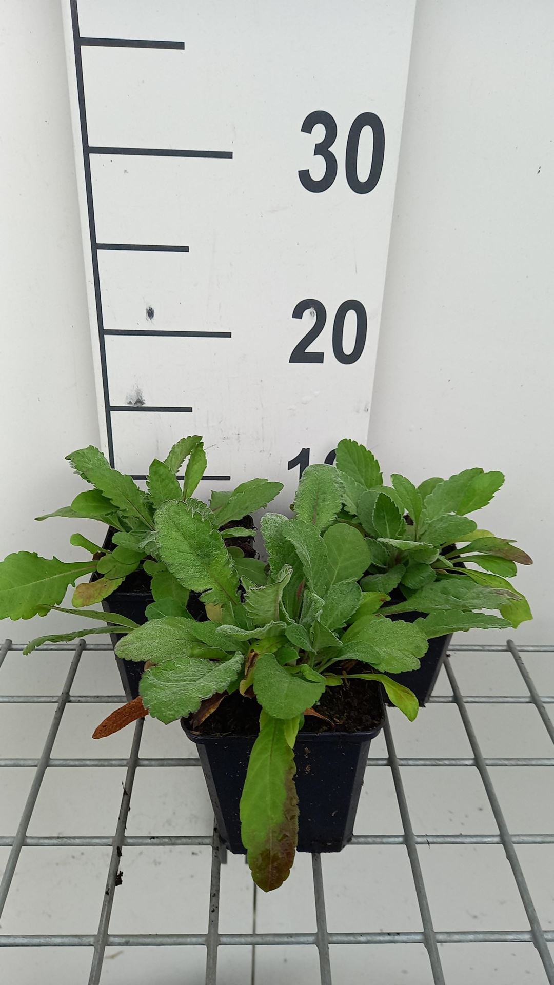 Scabiosa ochroleuca - pot 9x9 cm - Duifkruid afbeelding