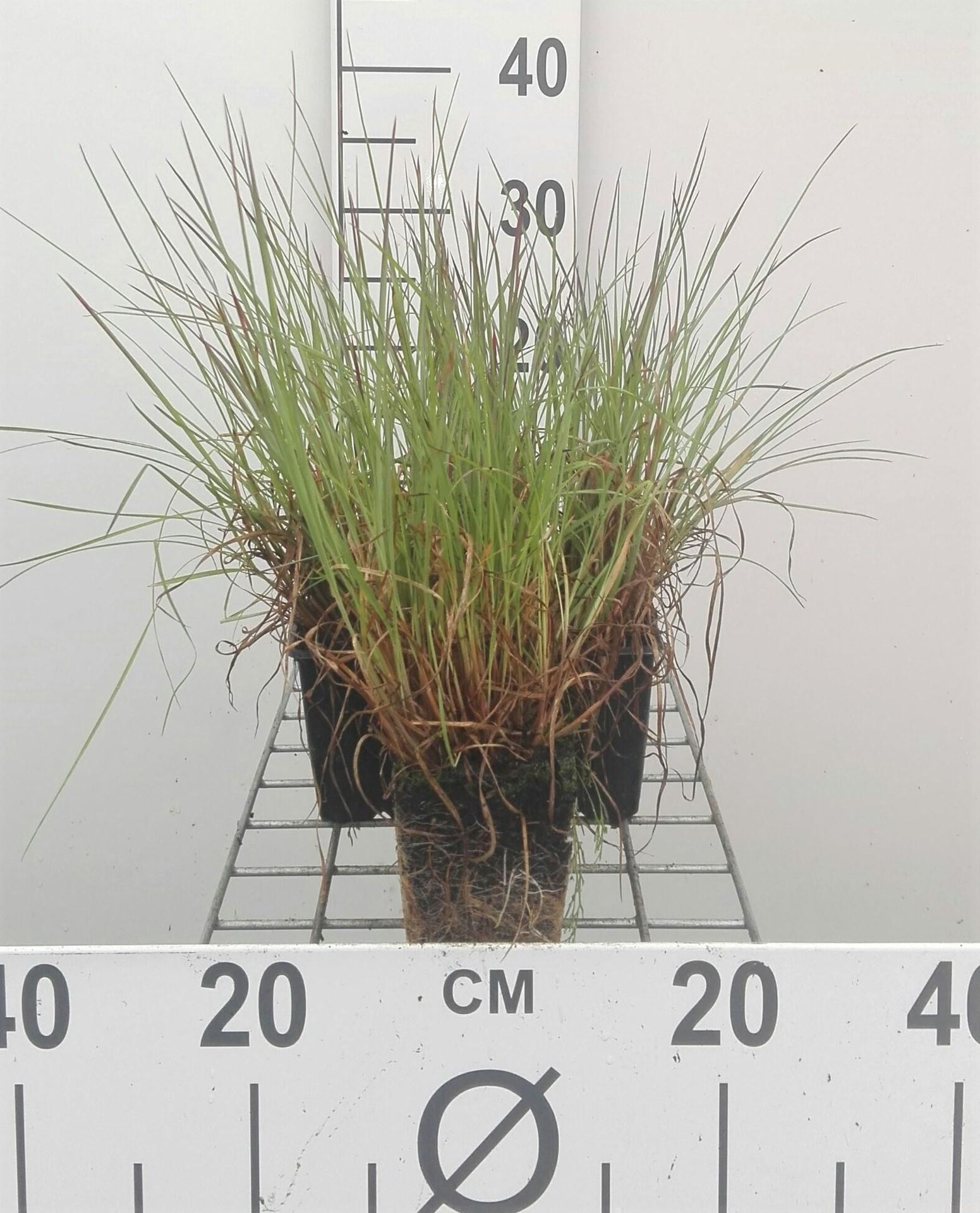 Schizachyrium scoparium - pot 9x9 cm afbeelding