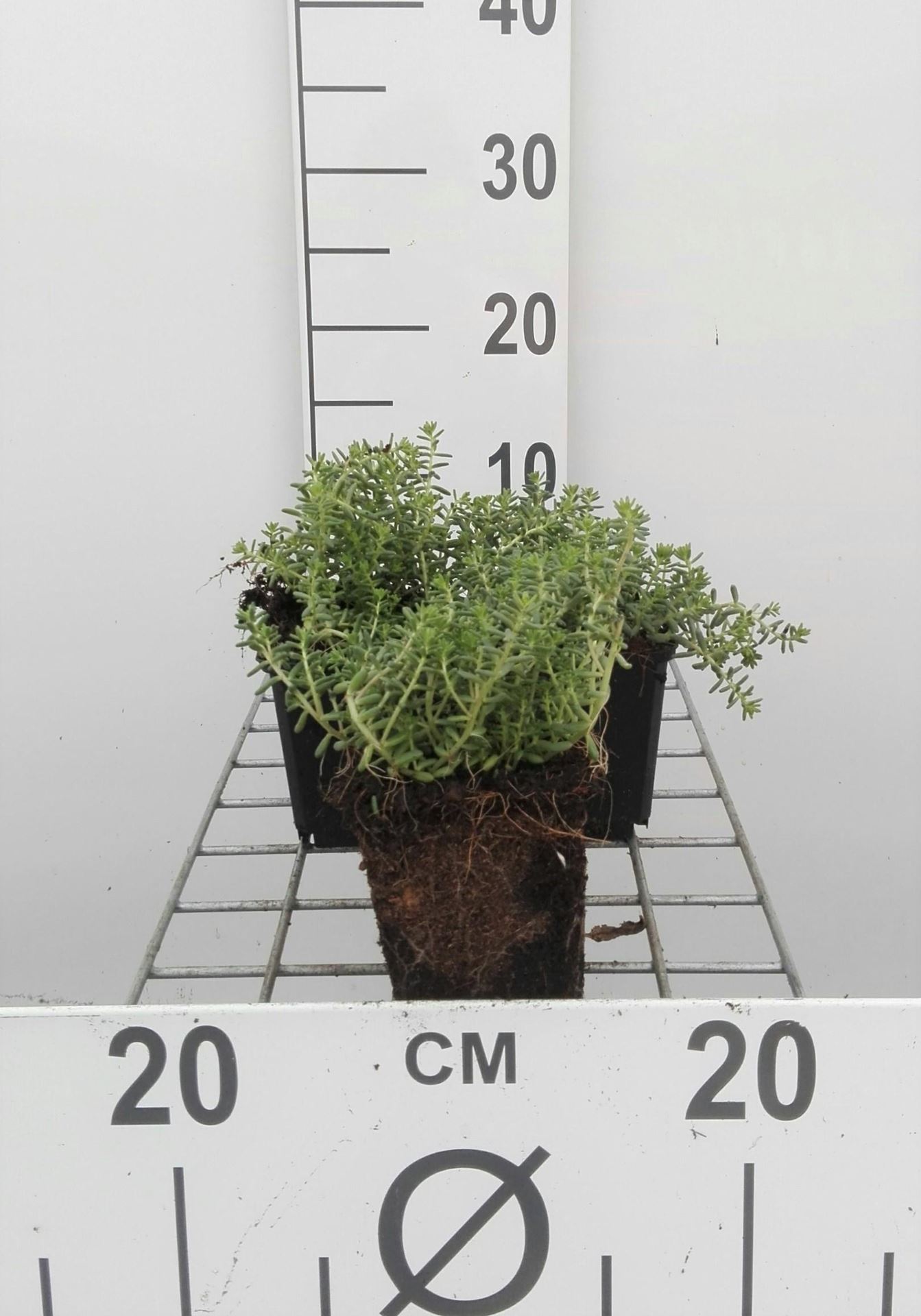 Sedum album'Coral Carpet'- pot 9x9 cm afbeelding