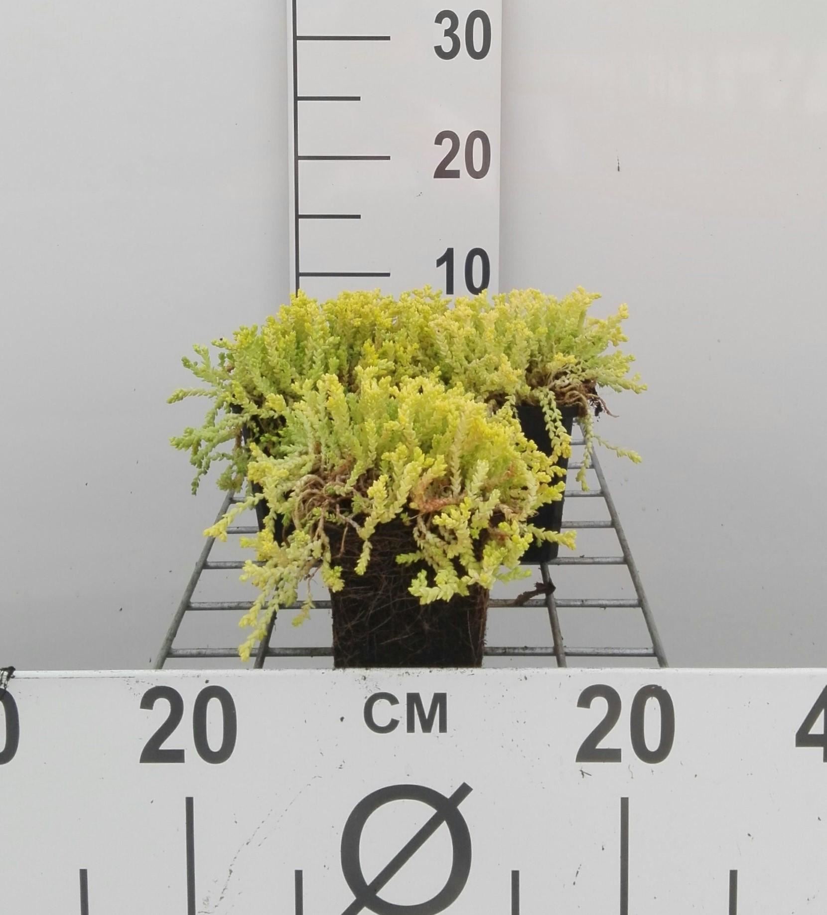 Sedum acre'Elegans'- pot 9x9 cm - Muurpeper afbeelding
