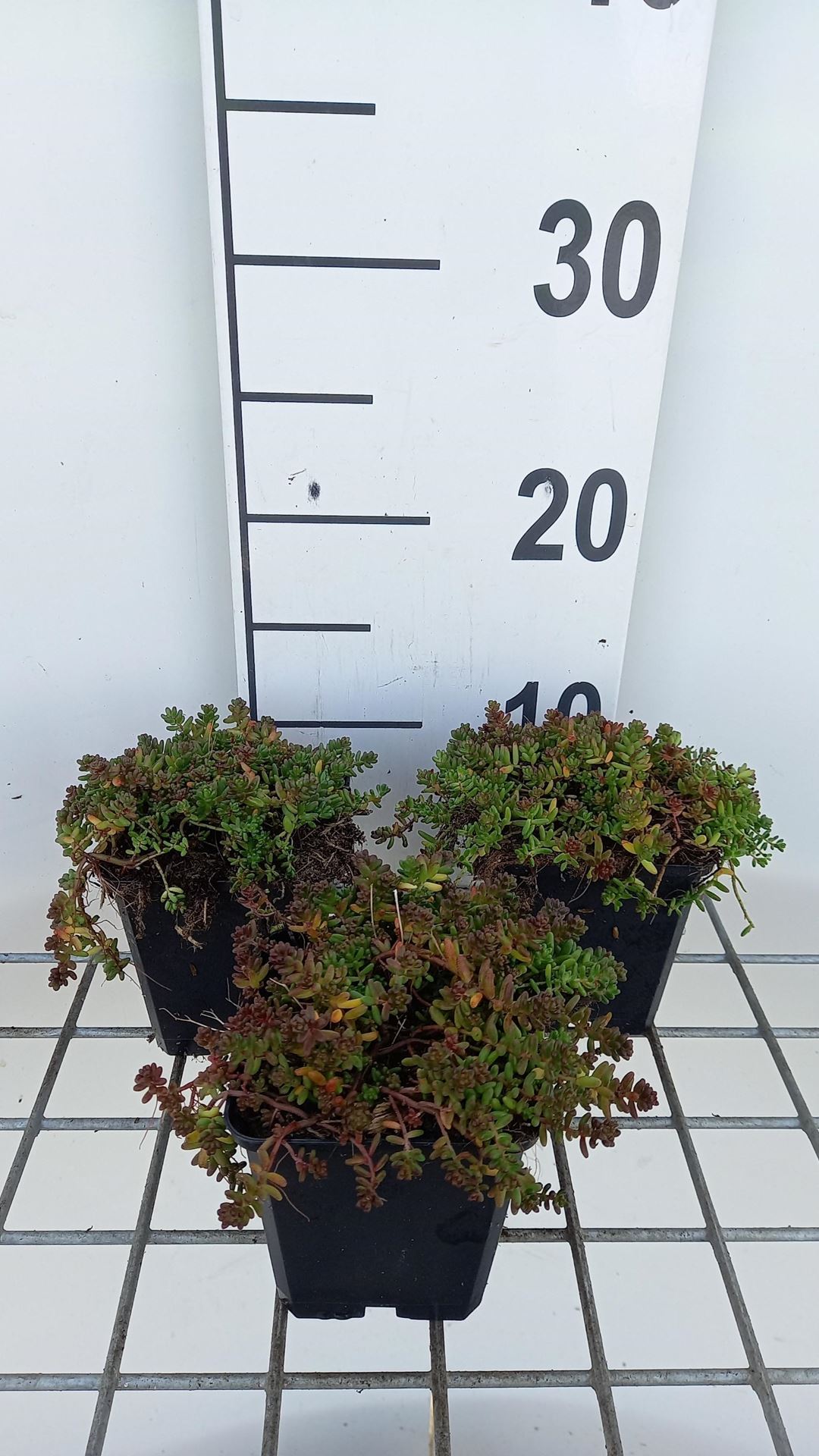 Sedum album'Murale'- pot 9x9 cm - Witte muurpeper afbeelding