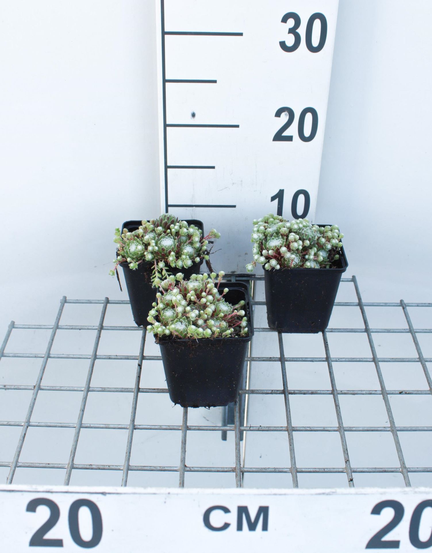 Sempervivum arachnoideum - pot 9x9 cm afbeelding