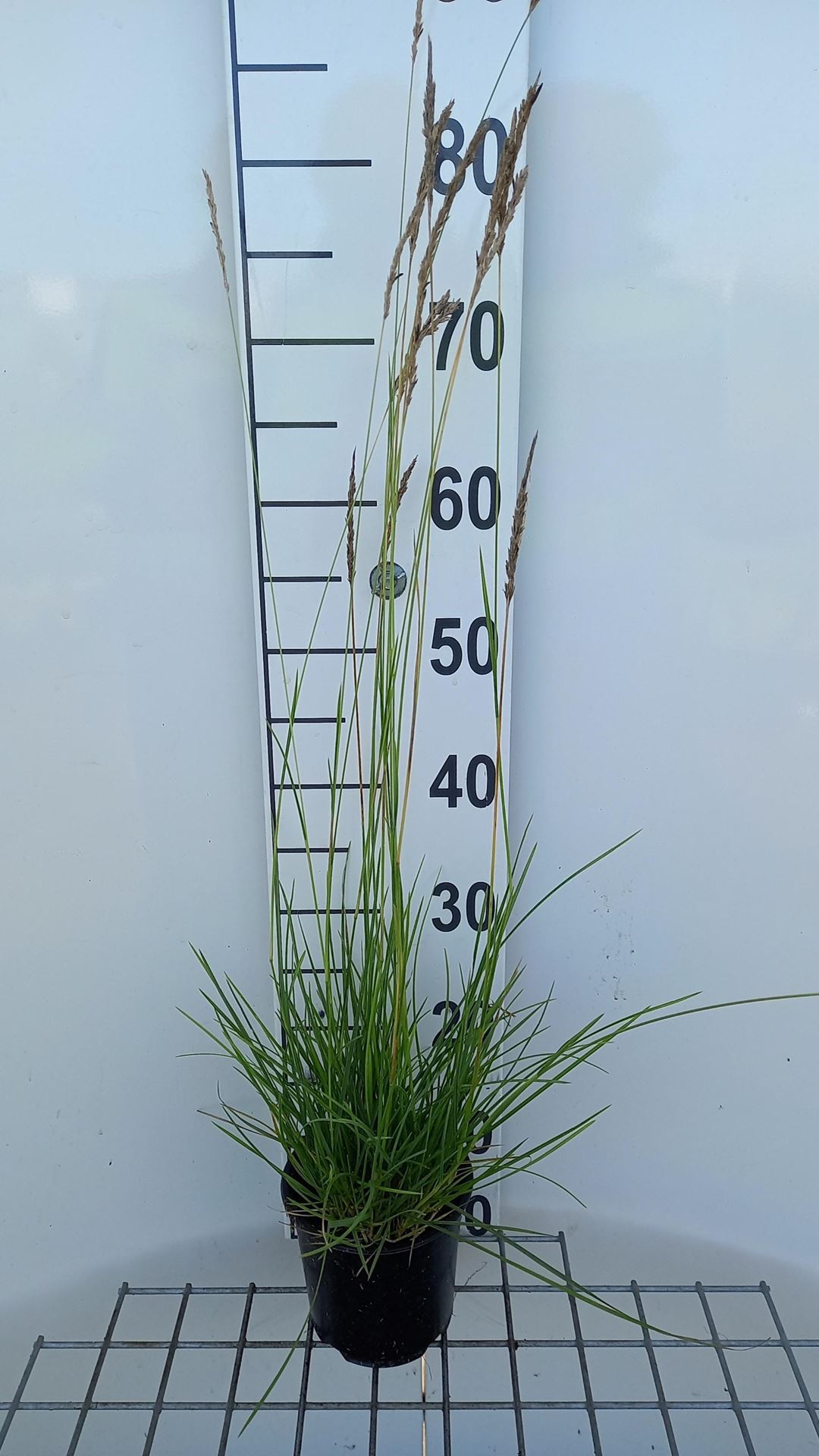 Sesleria autumnalis - pot 1,5L afbeelding