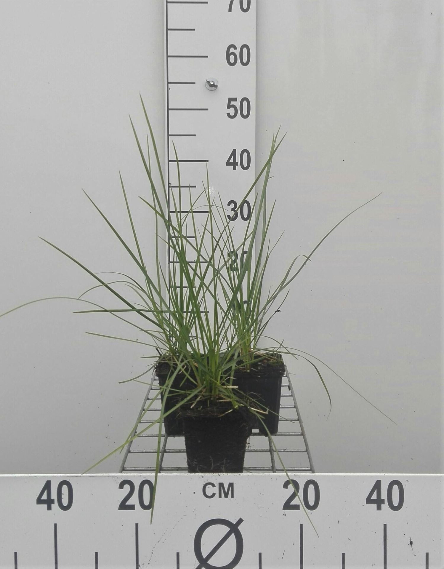 Sesleria autumnalis - pot 9x9 cm - Blauwgras afbeelding