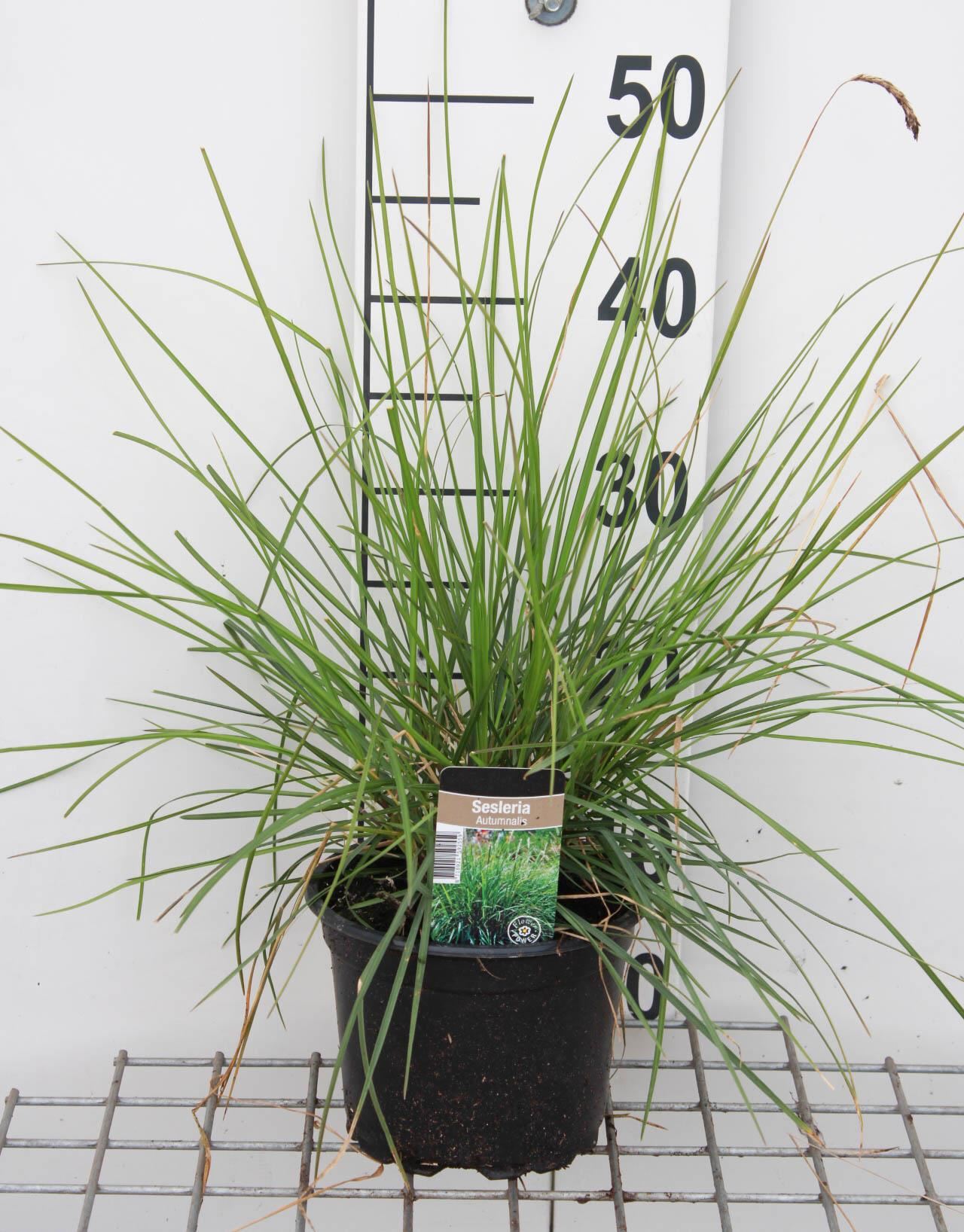 Sesleria autumnalis - pot 3L - Amerikaanse amberboom / Amberboom afbeelding