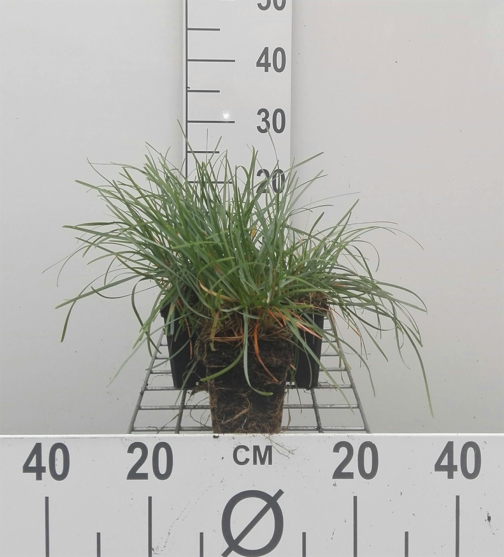 Sesleria caerulea - pot 9x9 cm afbeelding
