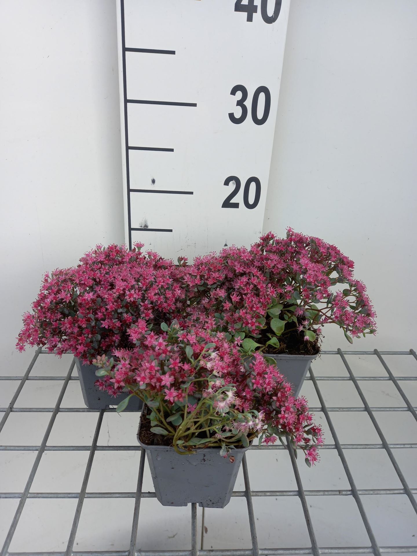 Sedum cauticola'Lidakense'- pot 9x9 cm - afbeelding