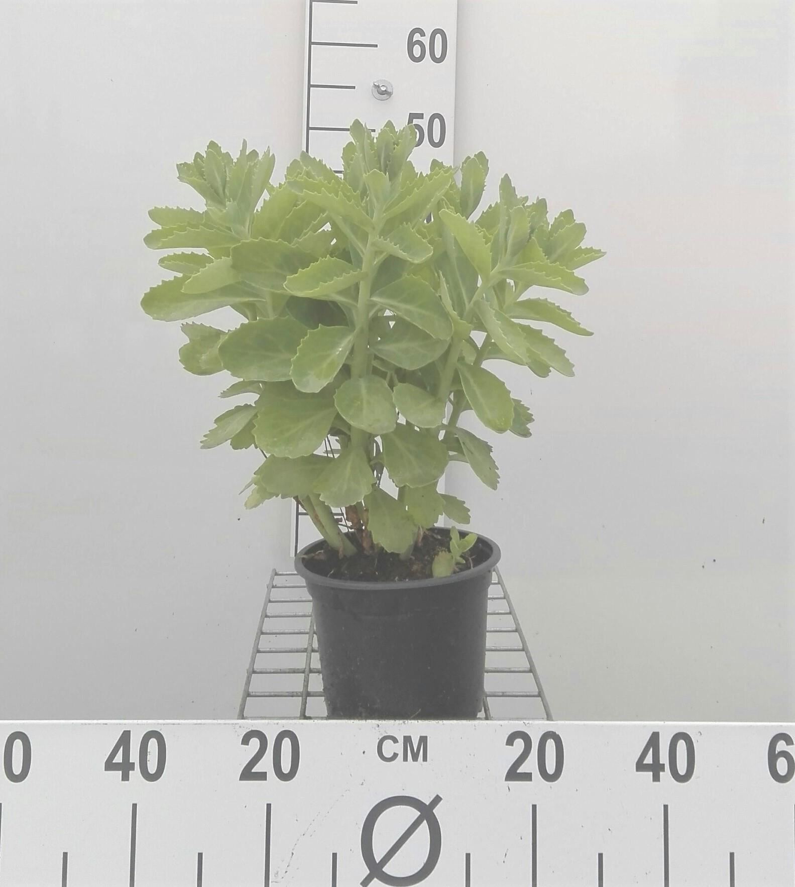 Sedum'Herbstfreude'- pot 2L afbeelding