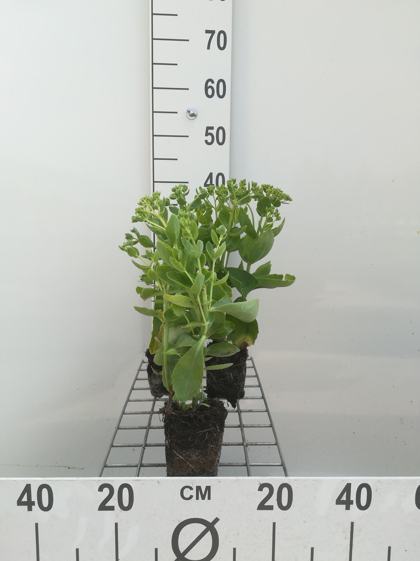 Sedum'Herbstfreude'- pot 9x9 cm - Hemelsleutel afbeelding