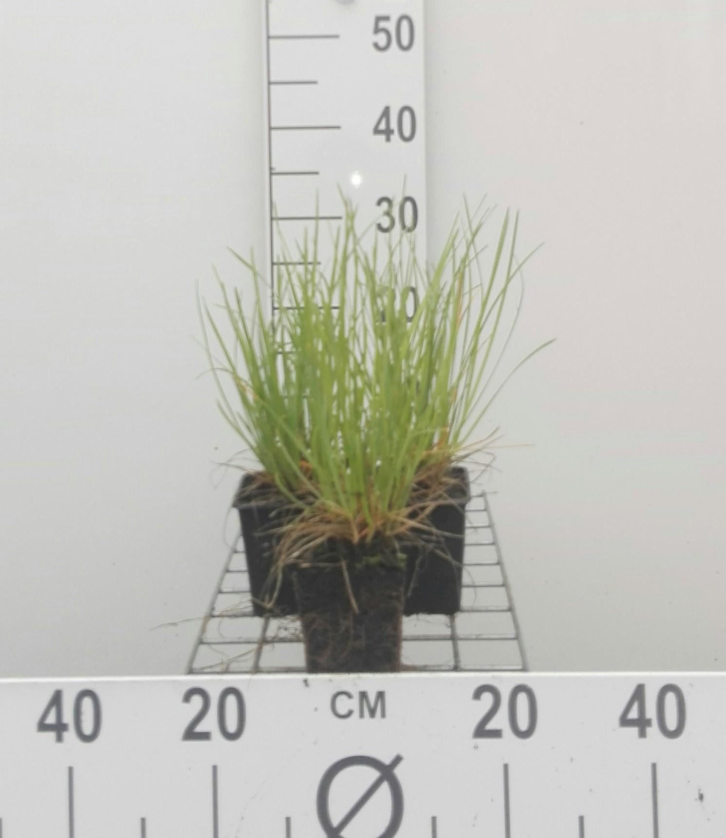 Sesleria heufleriana - pot 9x9 cm afbeelding