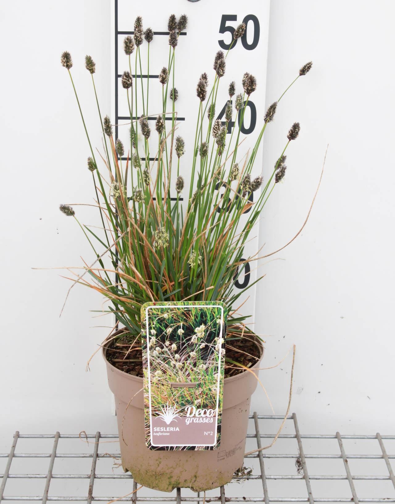 Sesleria heufleriana - pot 3L afbeelding