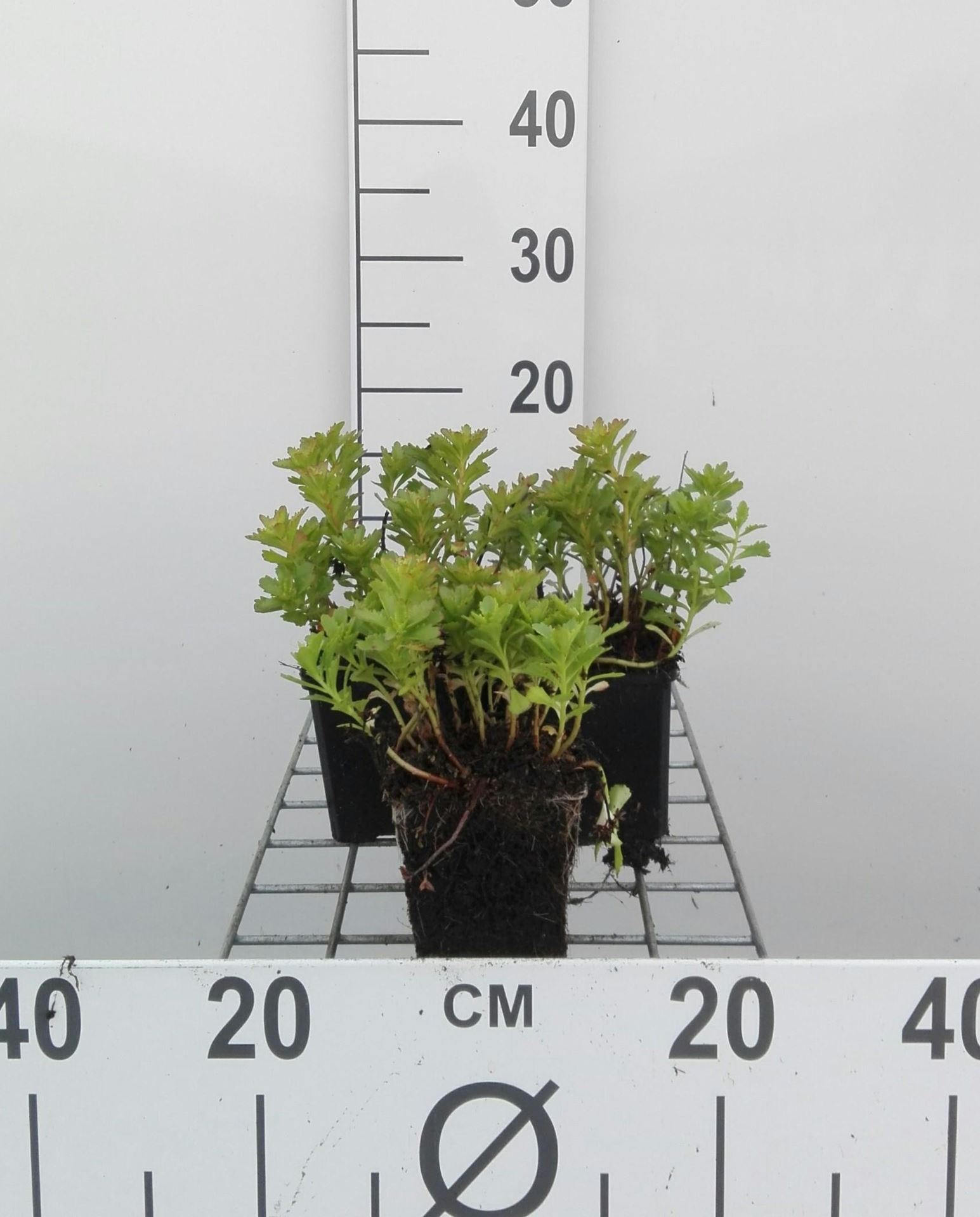 Sedum kamtschaticum - pot 9x9 cm afbeelding