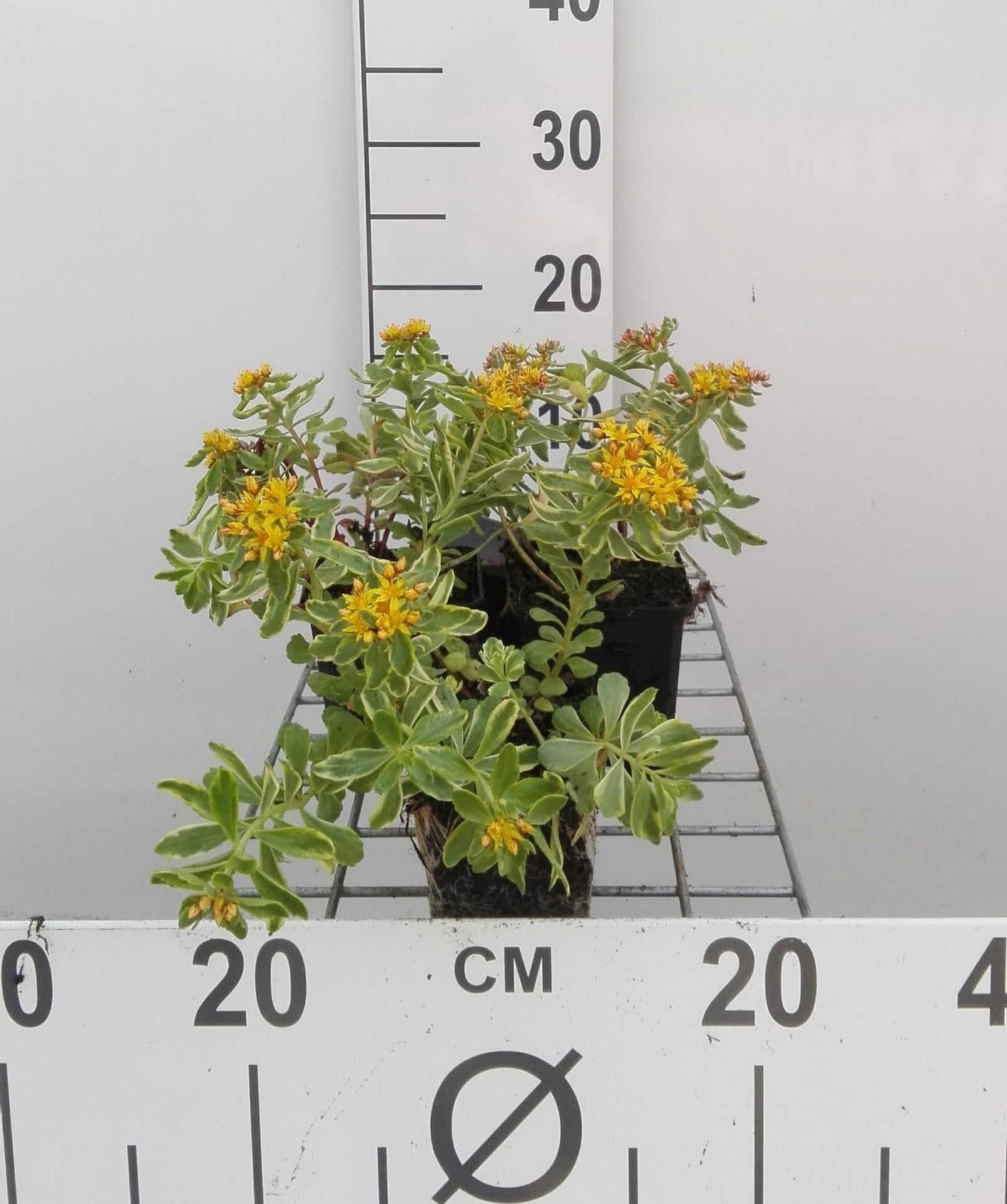 Sedum kamtschaticum'Variegatum'- pot 9x9 cm - Russische Muurpeper afbeelding