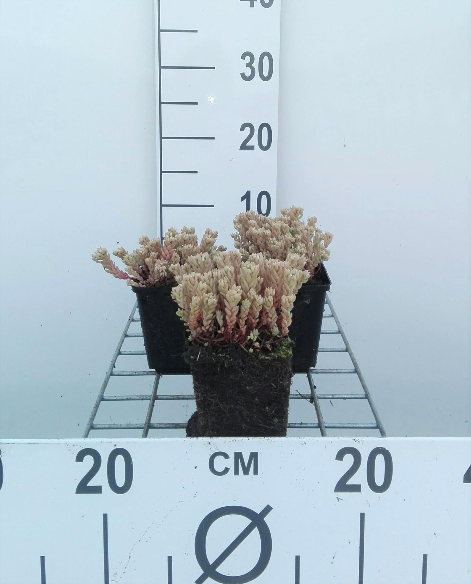 Sedum lydium - pot 9x9 cm afbeelding