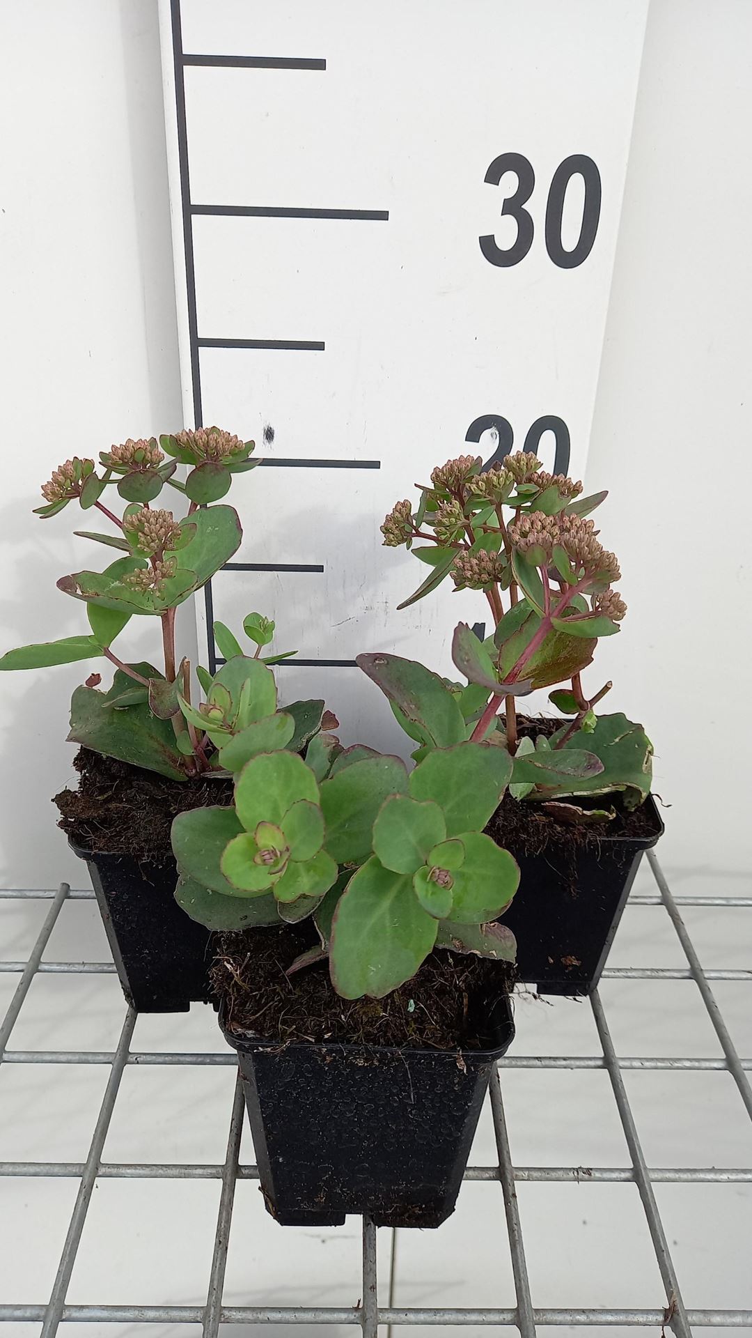 Sedum'Matrona'- pot 9x9 cm - Vetkruid afbeelding