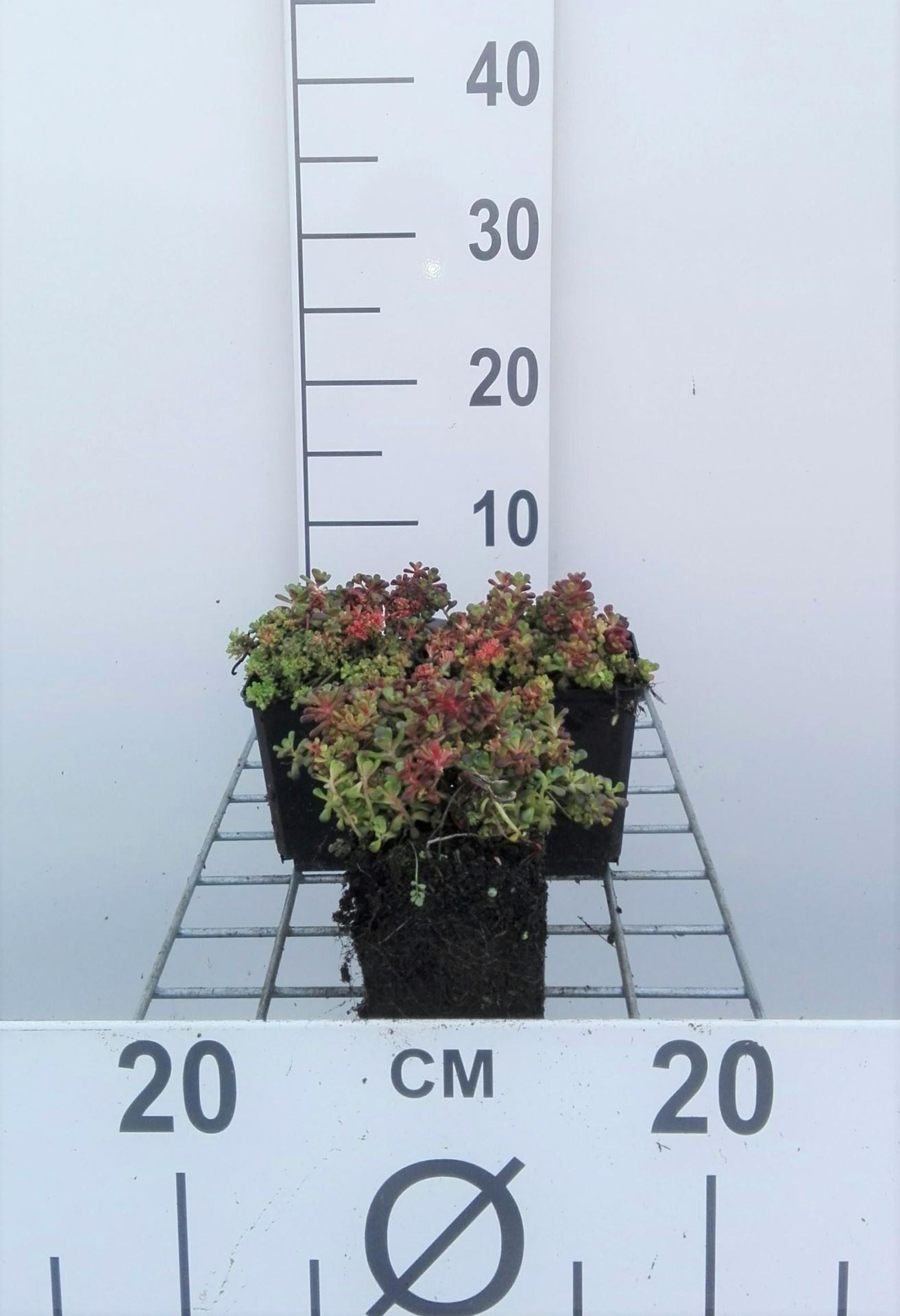 Sedum oreganum - pot 9x9 cm - Vetkruid afbeelding