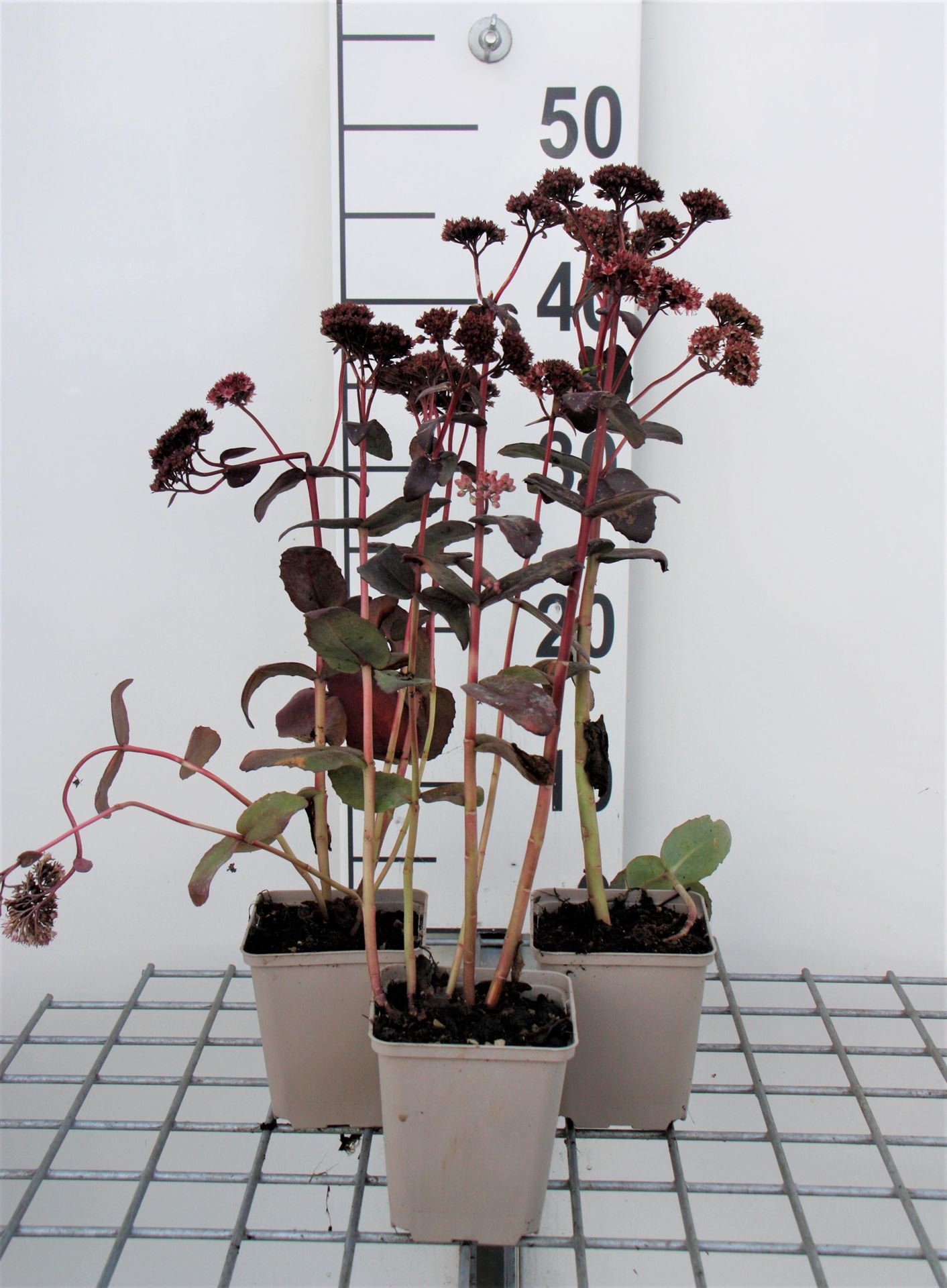 Sedum'Purple Emperor'- pot 9x9 cm - Vetkruid afbeelding