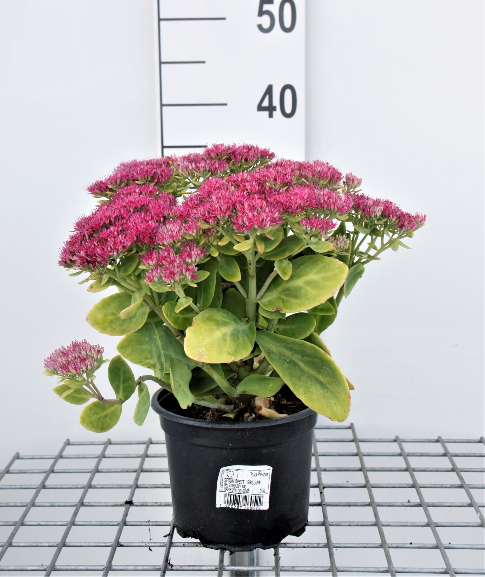 Sedum spectabile'Brillant'- pot 2L - afbeelding