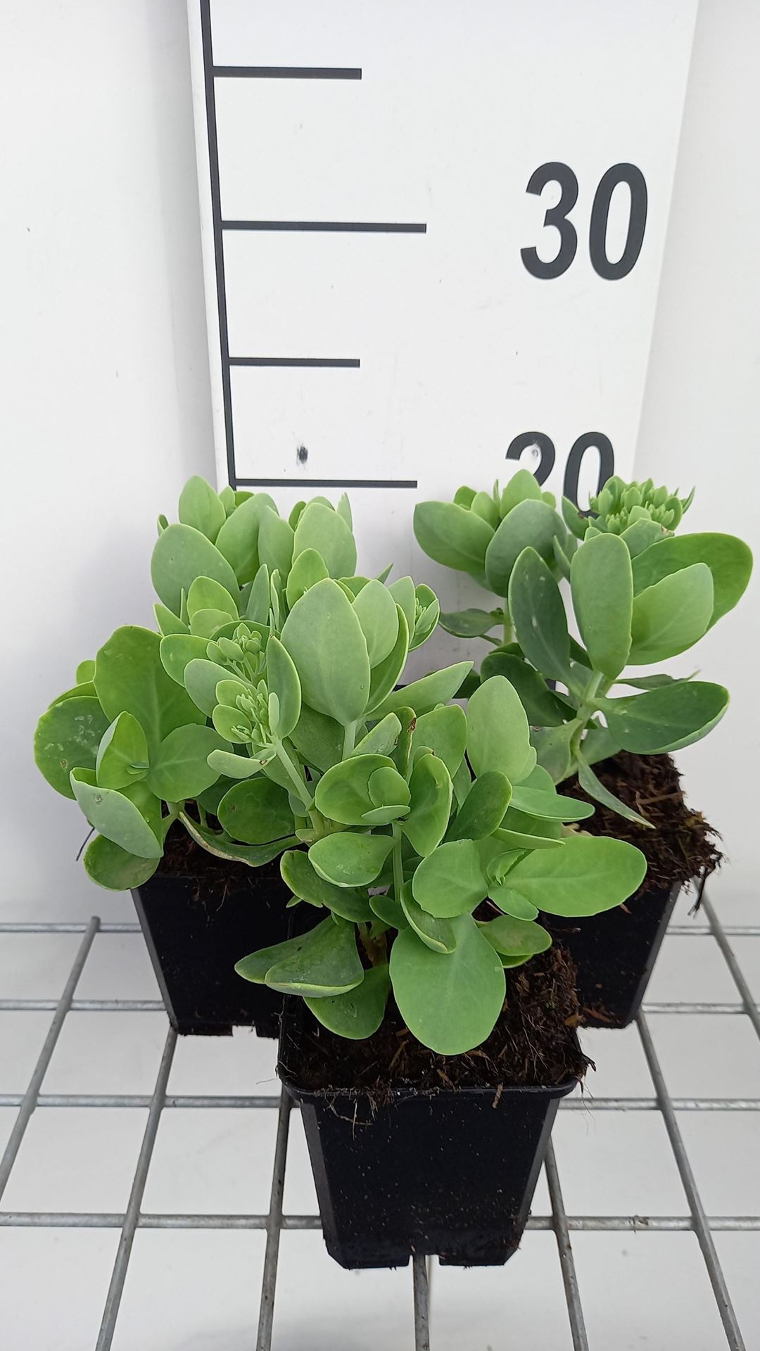 Sedum spectabile'Brillant'- pot 9x9 cm afbeelding