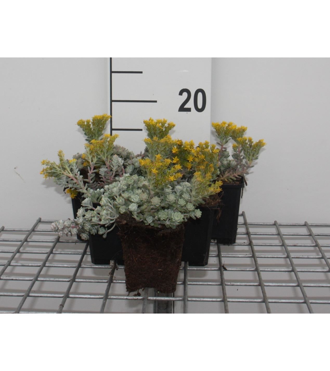 Sedum spathulifolium'Cape Blanco'- pot 9x9 cm afbeelding