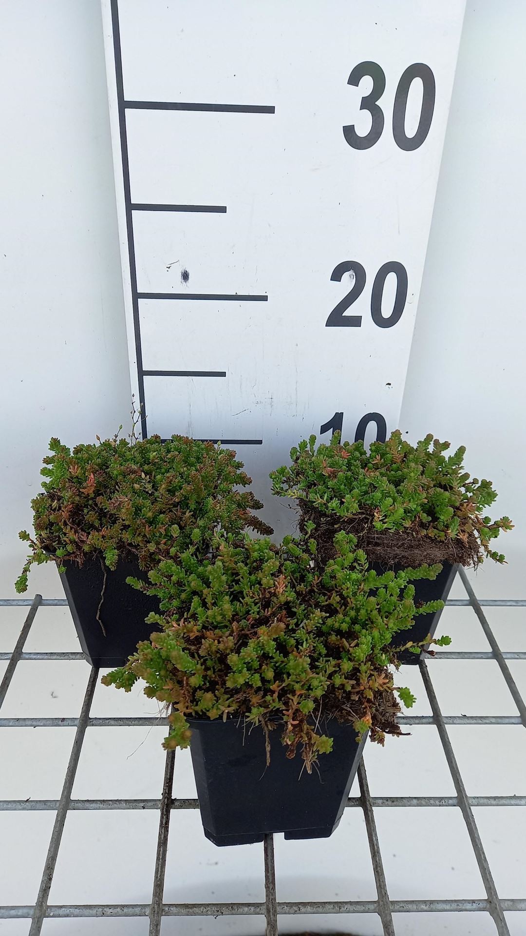 Sedum sexangulare - pot 9x9 cm - Zacht vetkruid afbeelding
