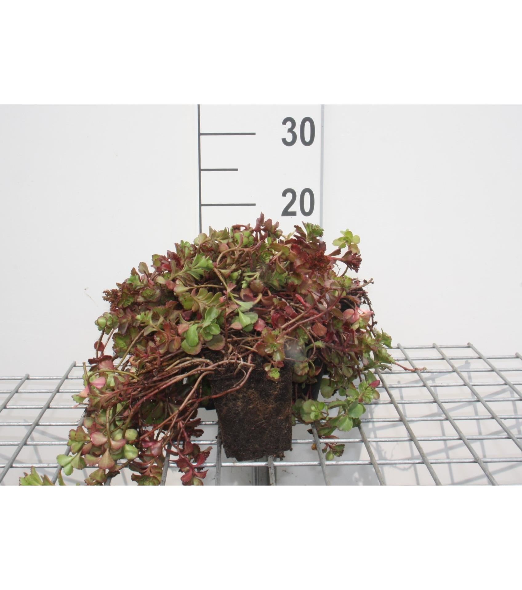 Sedum spurium'Fuldaglut'- pot 9x9 cm - Kaukasische muurpeper, roze vetkruid afbeelding