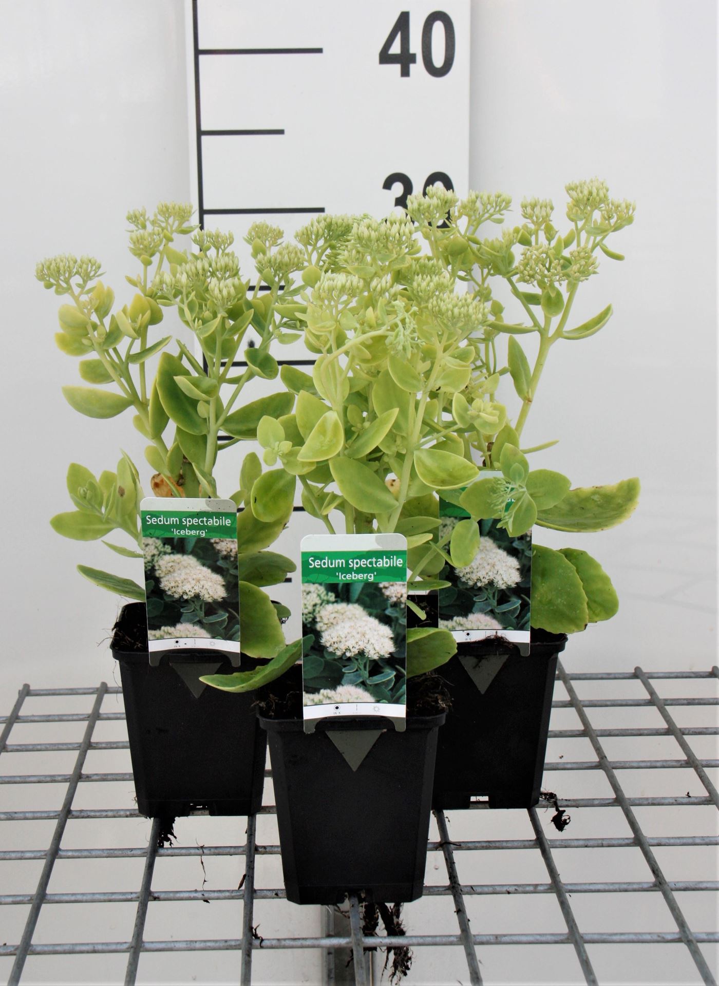 Sedum spectabile'Iceberg'- pot 9x9 cm - Hemelsleutel afbeelding