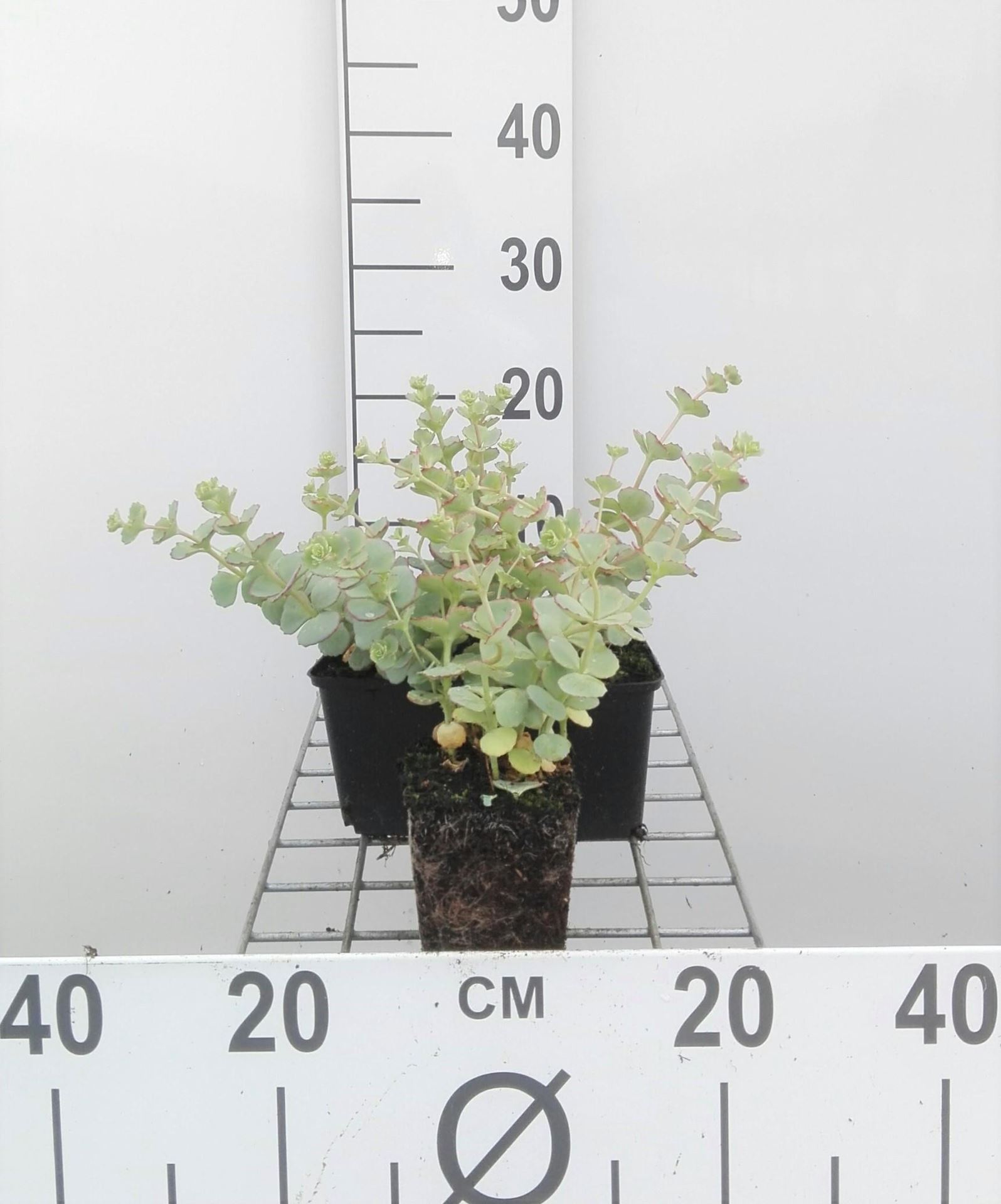 Sedum sieboldii - pot 9x9 cm afbeelding