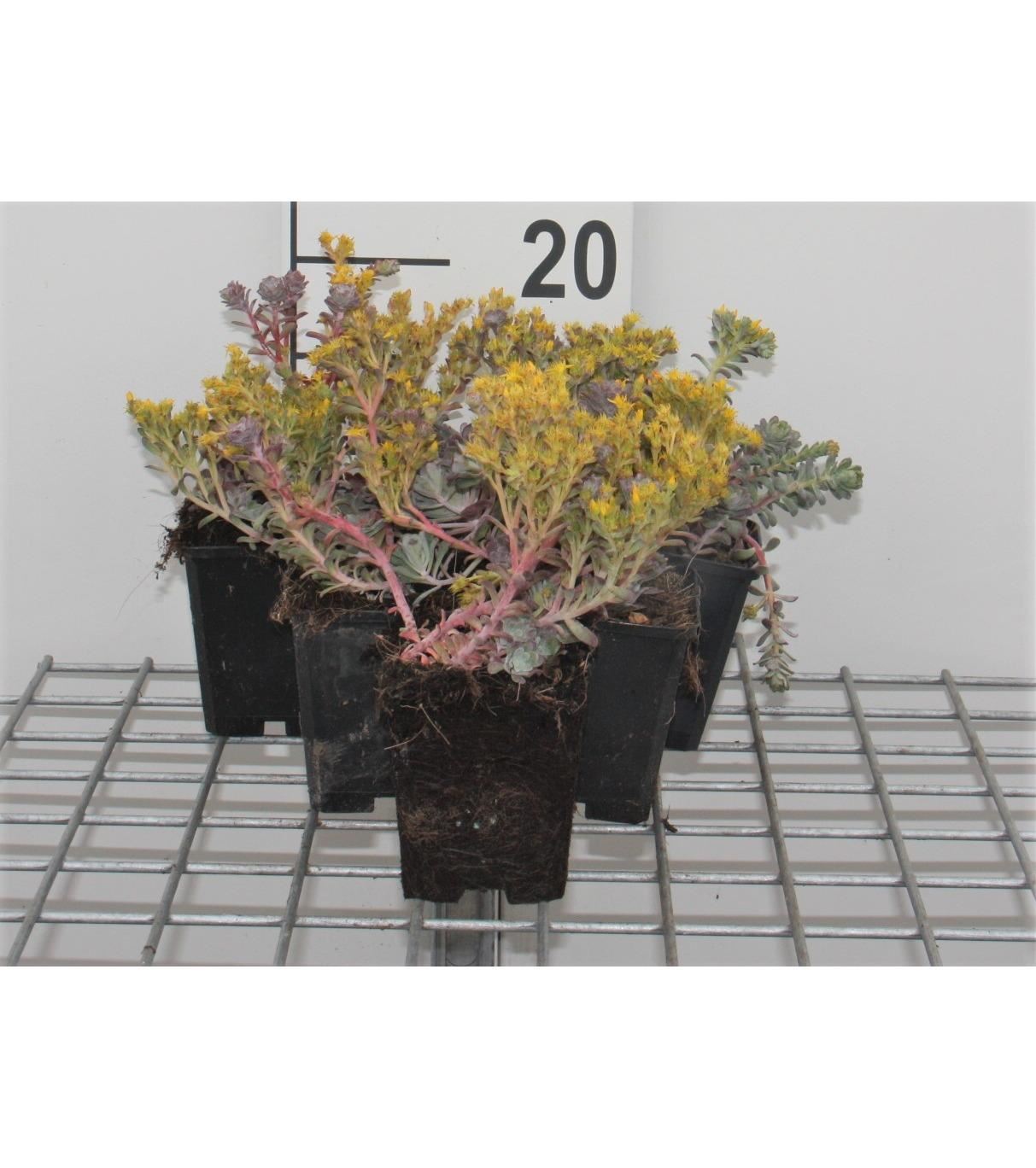 Sedum spathulifolium'Purpureum'- pot 9x9 cm - Vetkruid afbeelding