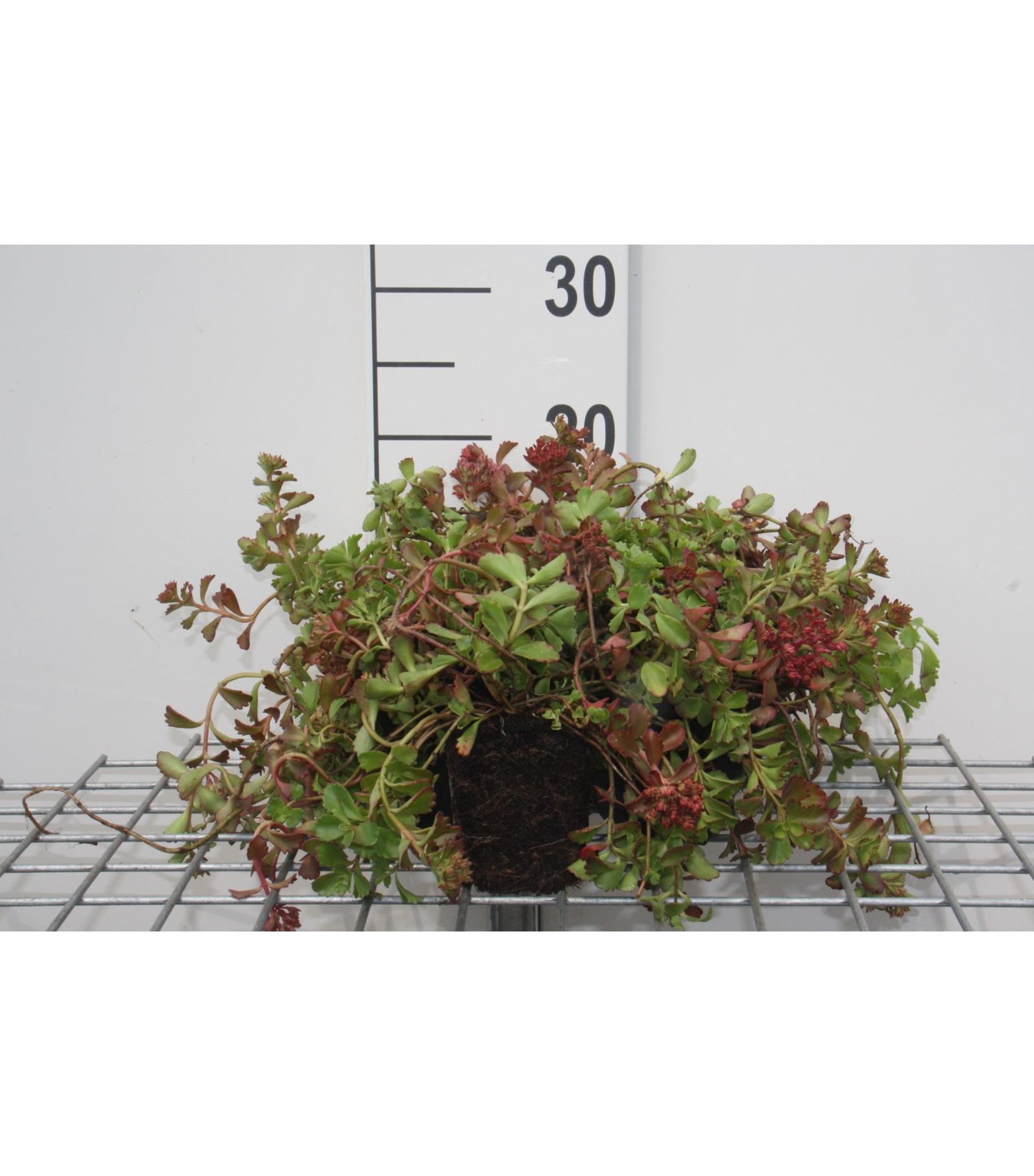 Sedum spurium'Schorbuser Blut'- pot 9x9 cm afbeelding