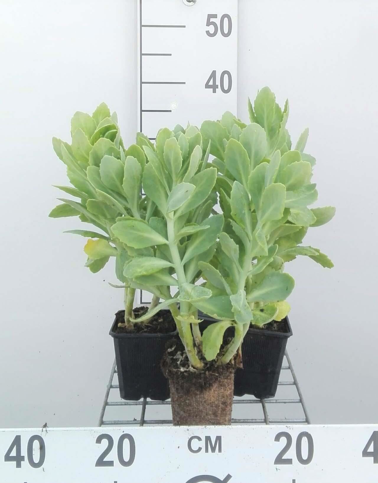 Sedum spectabile'Stardust'- pot 9x9 cm afbeelding