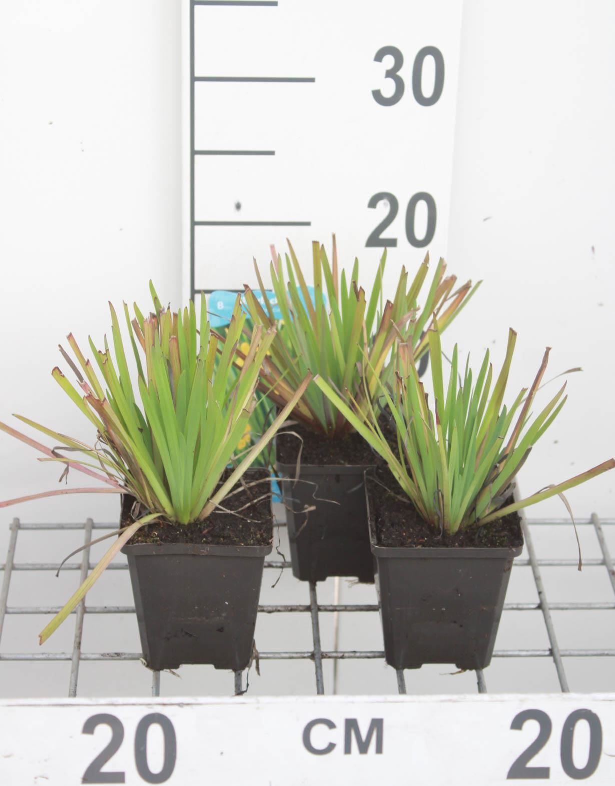 Sisyrinchium californicum - pot 9x9 cm afbeelding