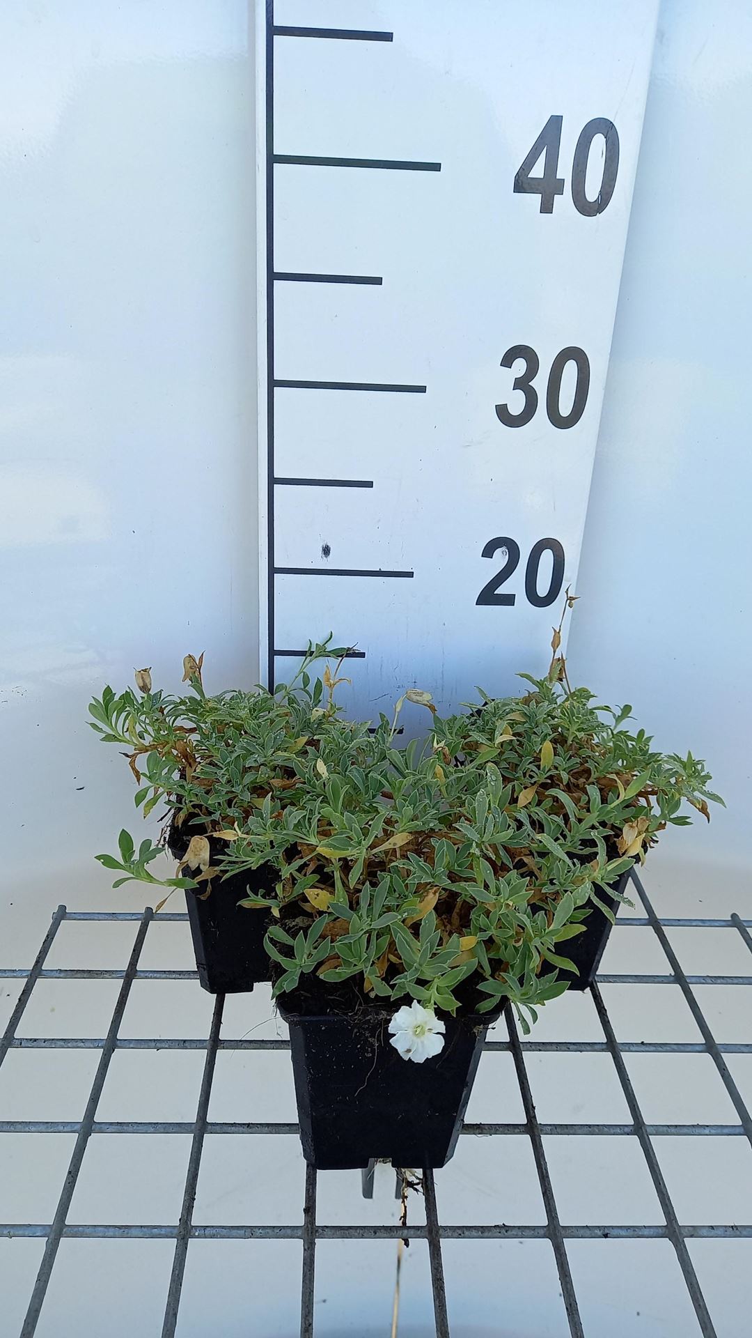 Silene uniflora'Weisskehlchen'- pot 9x9 cm afbeelding